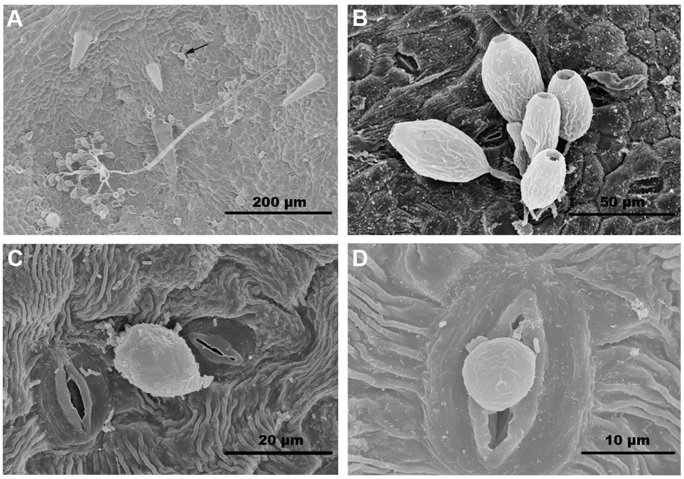 Microorganisms 13 01279 g001