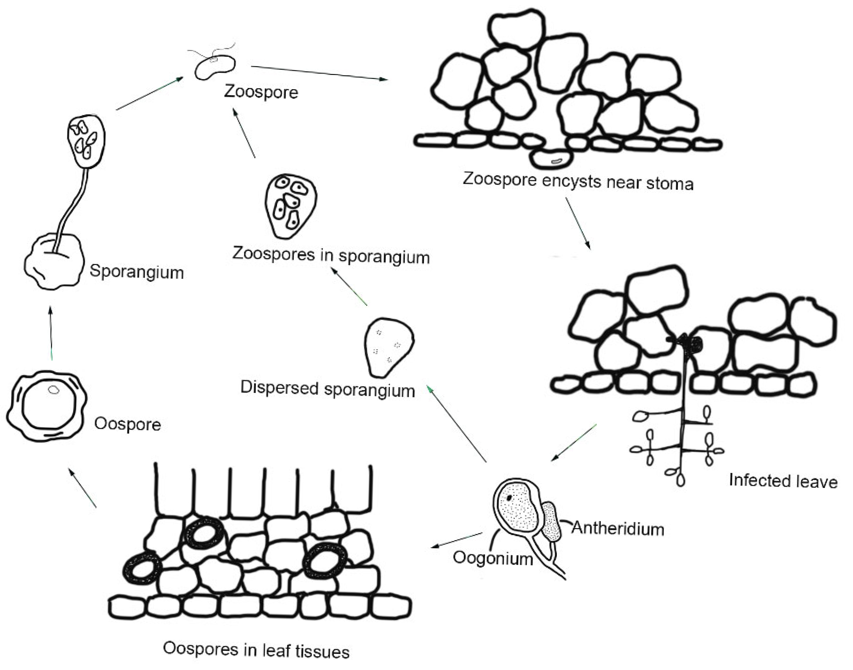 Microorganisms 13 01279 g003