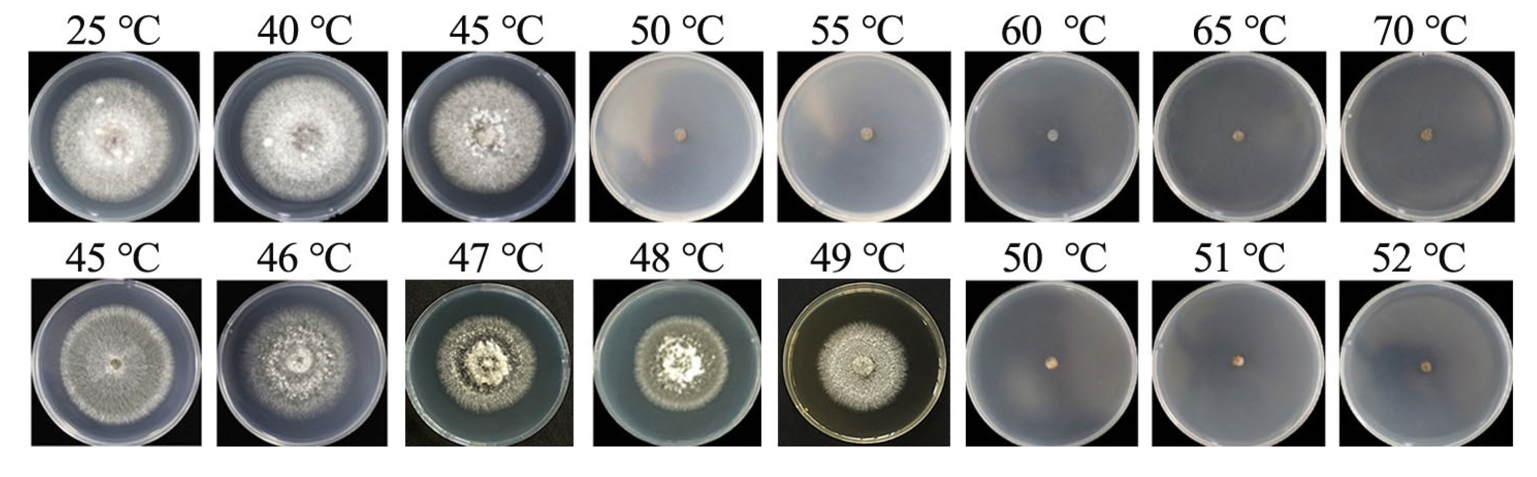 Microorganisms 13 01285 g007