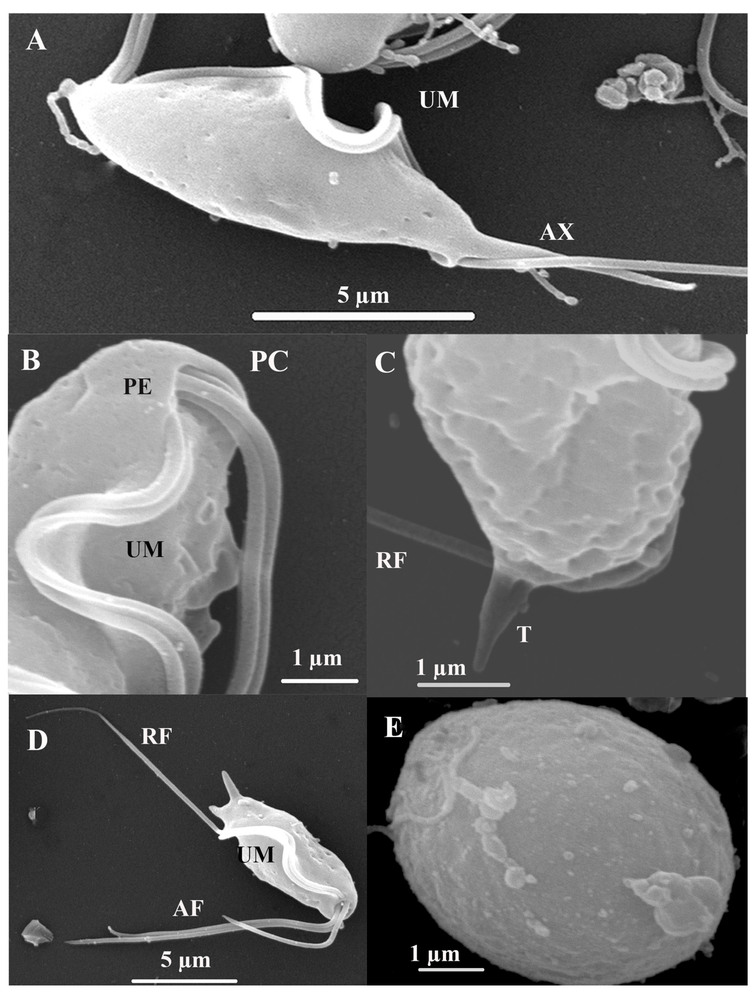 Microorganisms 13 01286 g004
