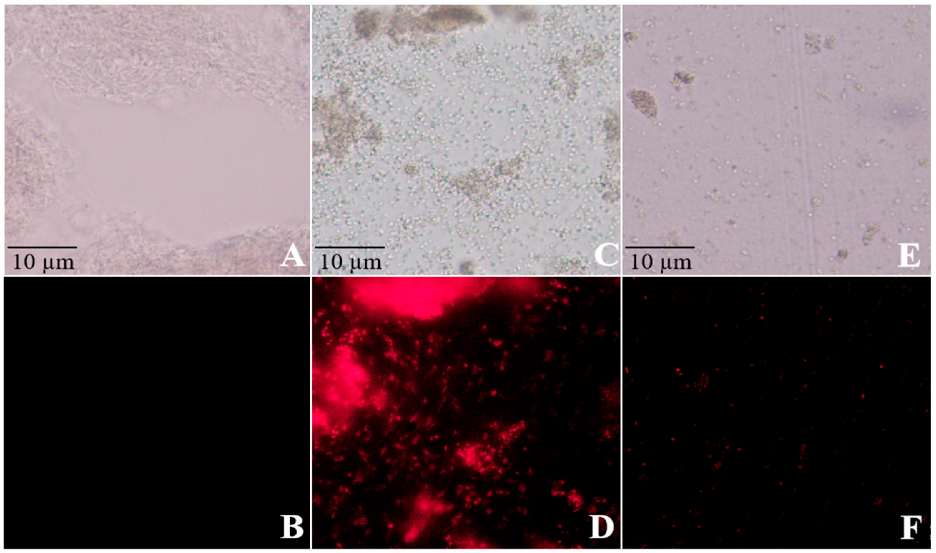 Microorganisms 13 01288 g003 Microorganisms 13 01288 g003