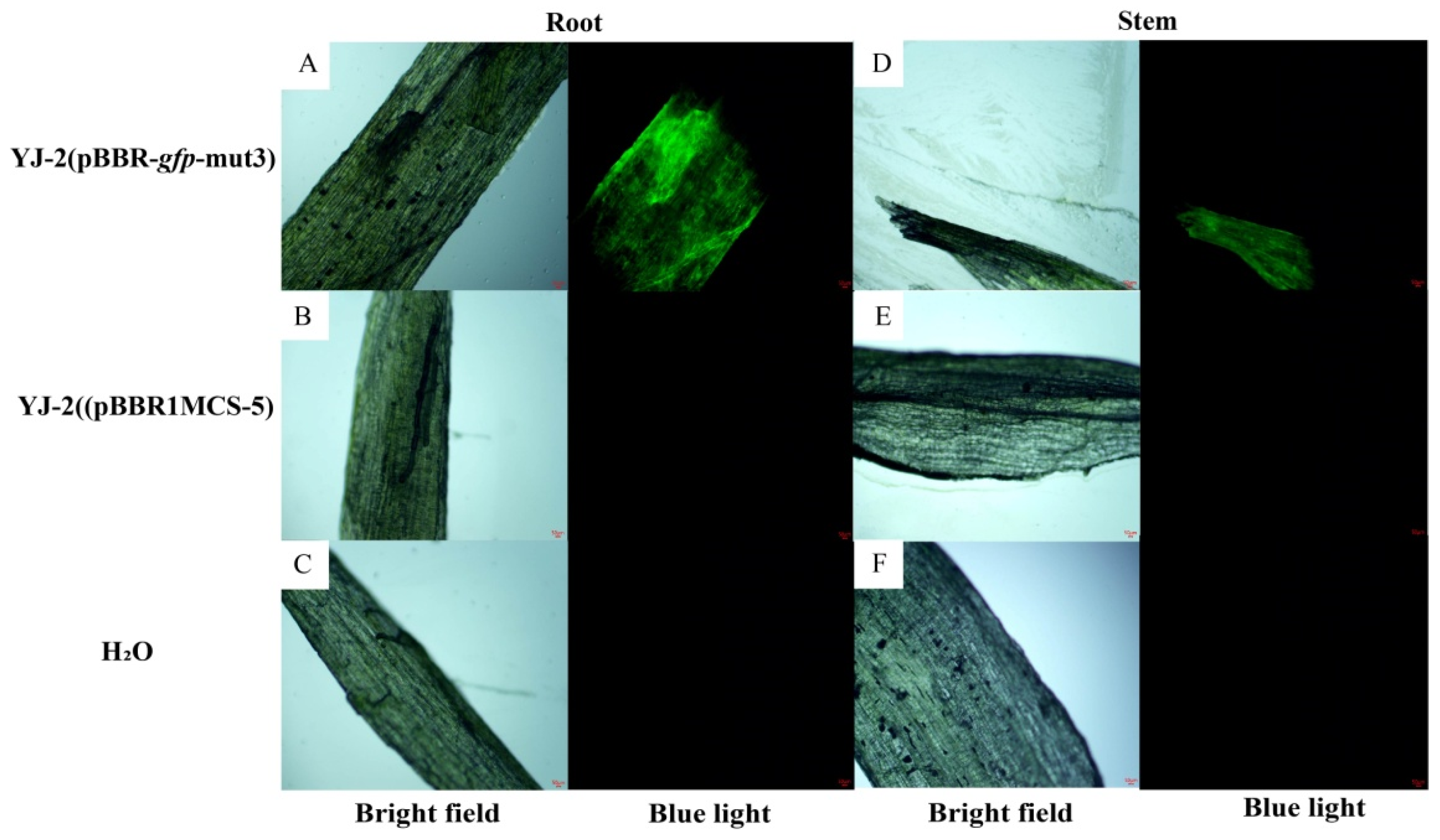 Microorganisms 13 01289 g004