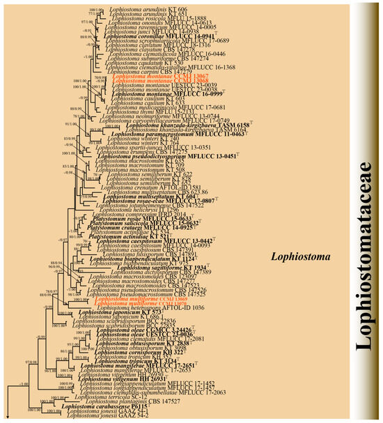 Microorganisms 13 01296 g002a