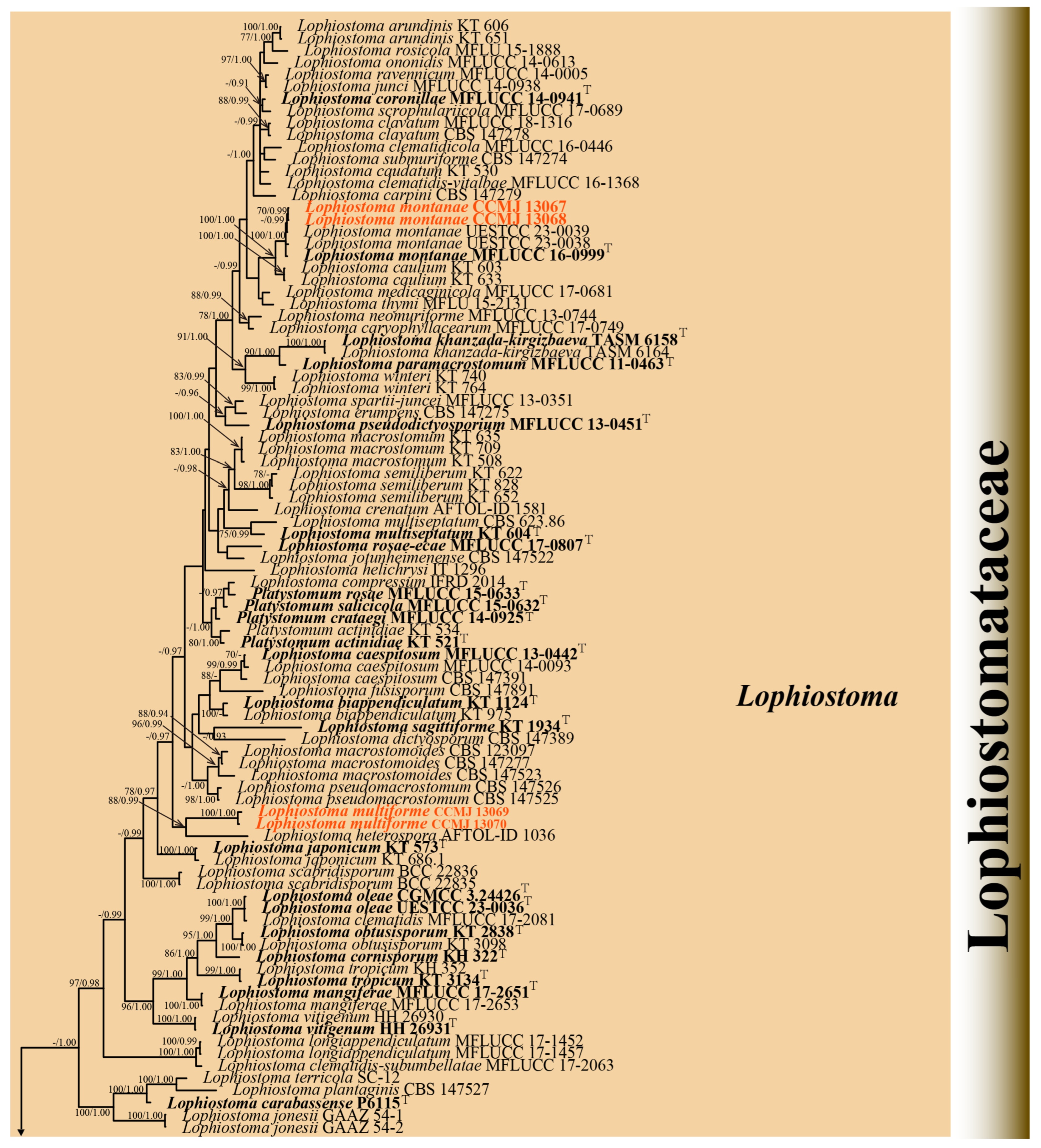 Microorganisms 13 01296 g002a