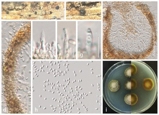 Microorganisms 13 01296 g003