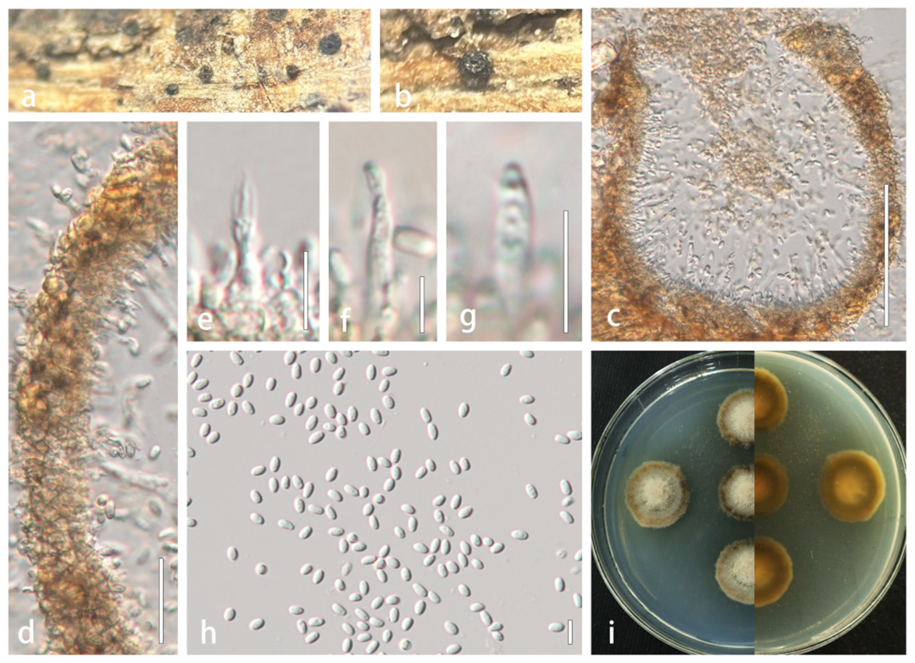 Microorganisms 13 01296 g003