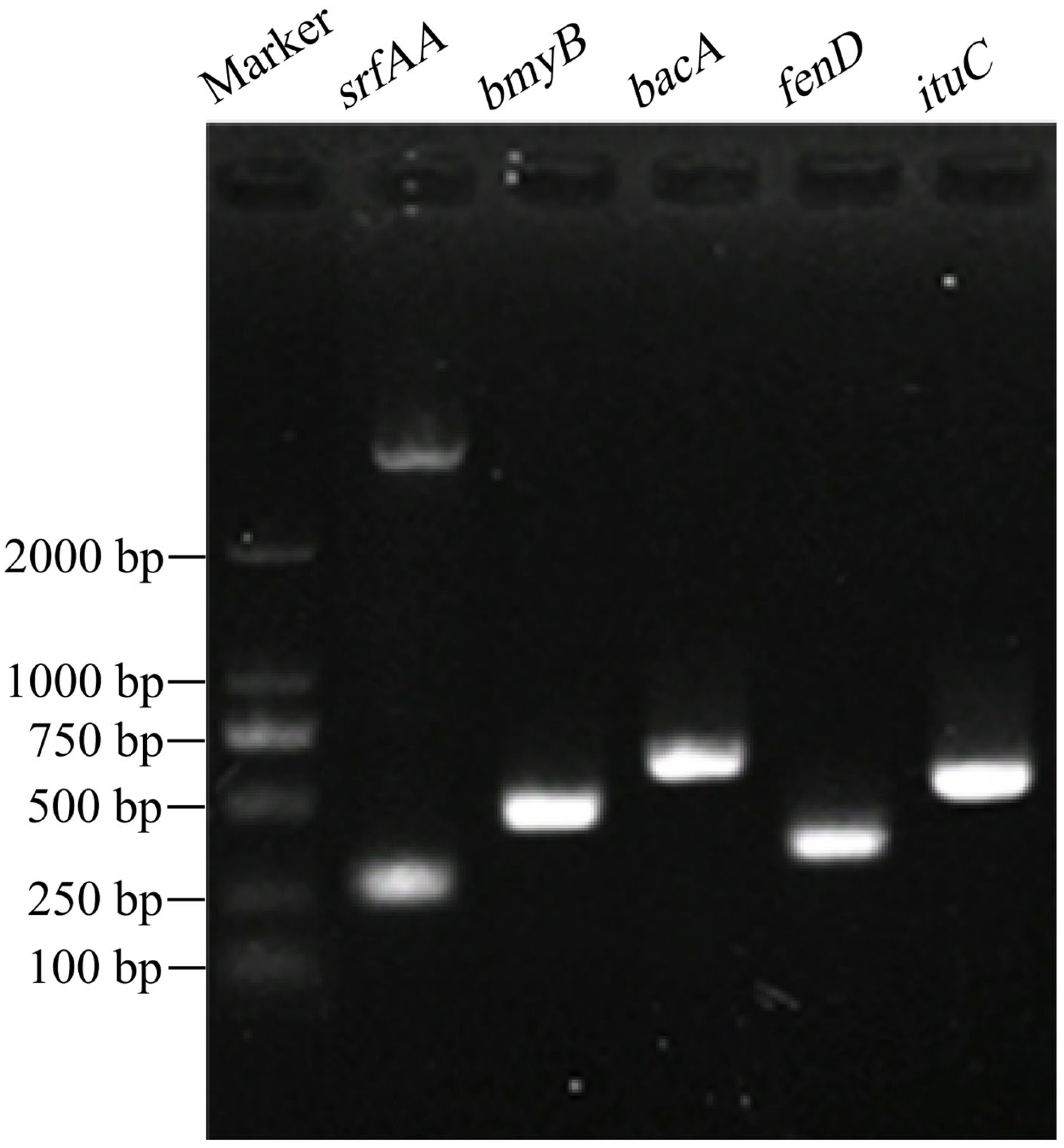 Microorganisms 13 01302 g005