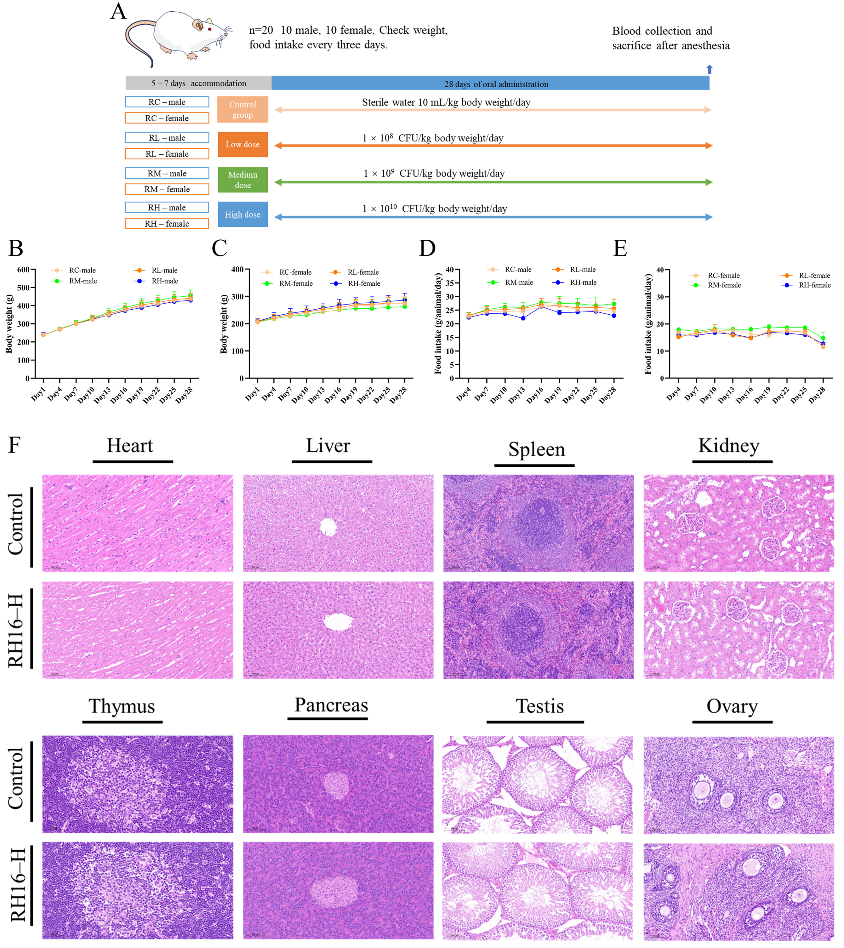 Microorganisms 13 01323 g004