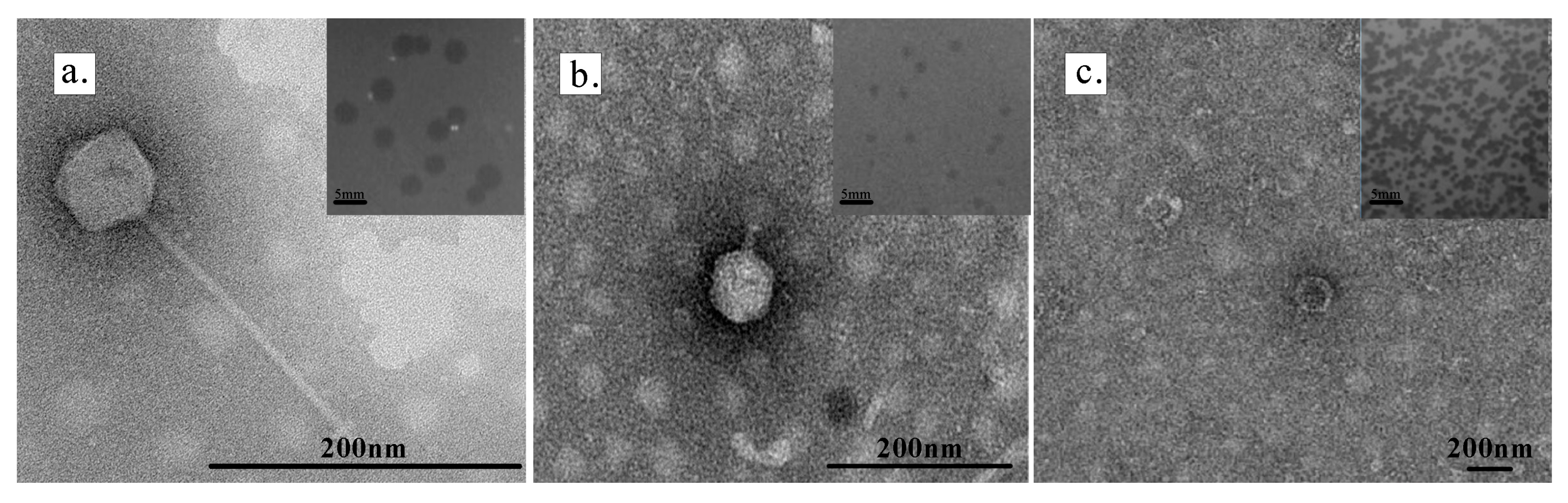 Microorganisms 13 01324 g001 Microorganisms 13 01324 g001