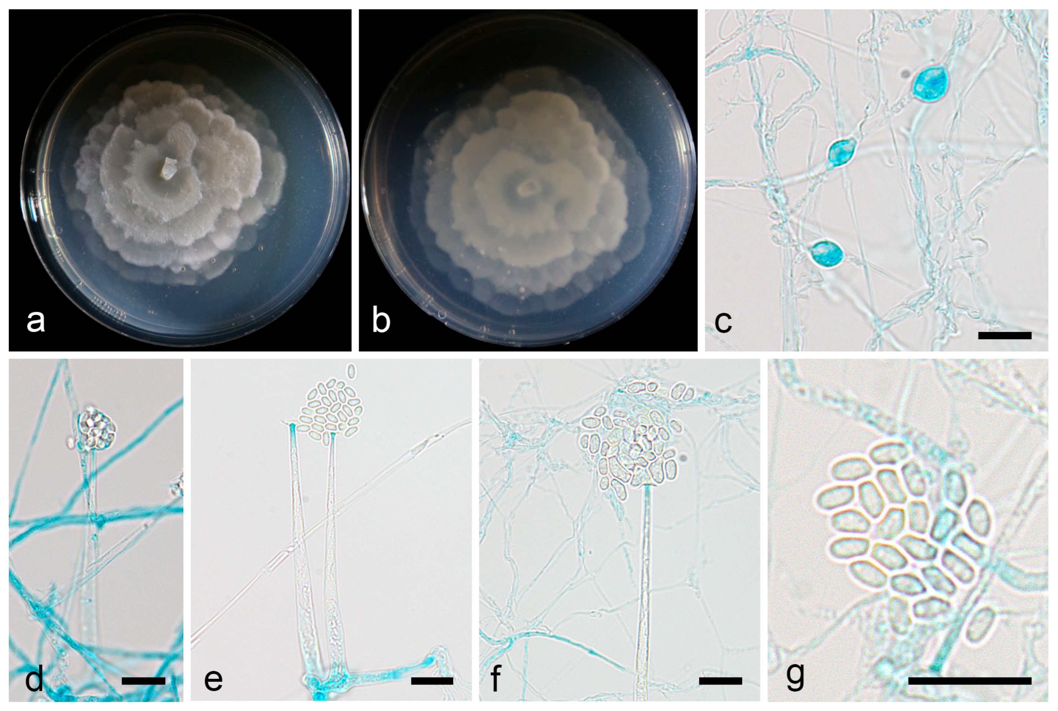 Microorganisms 13 01330 g004