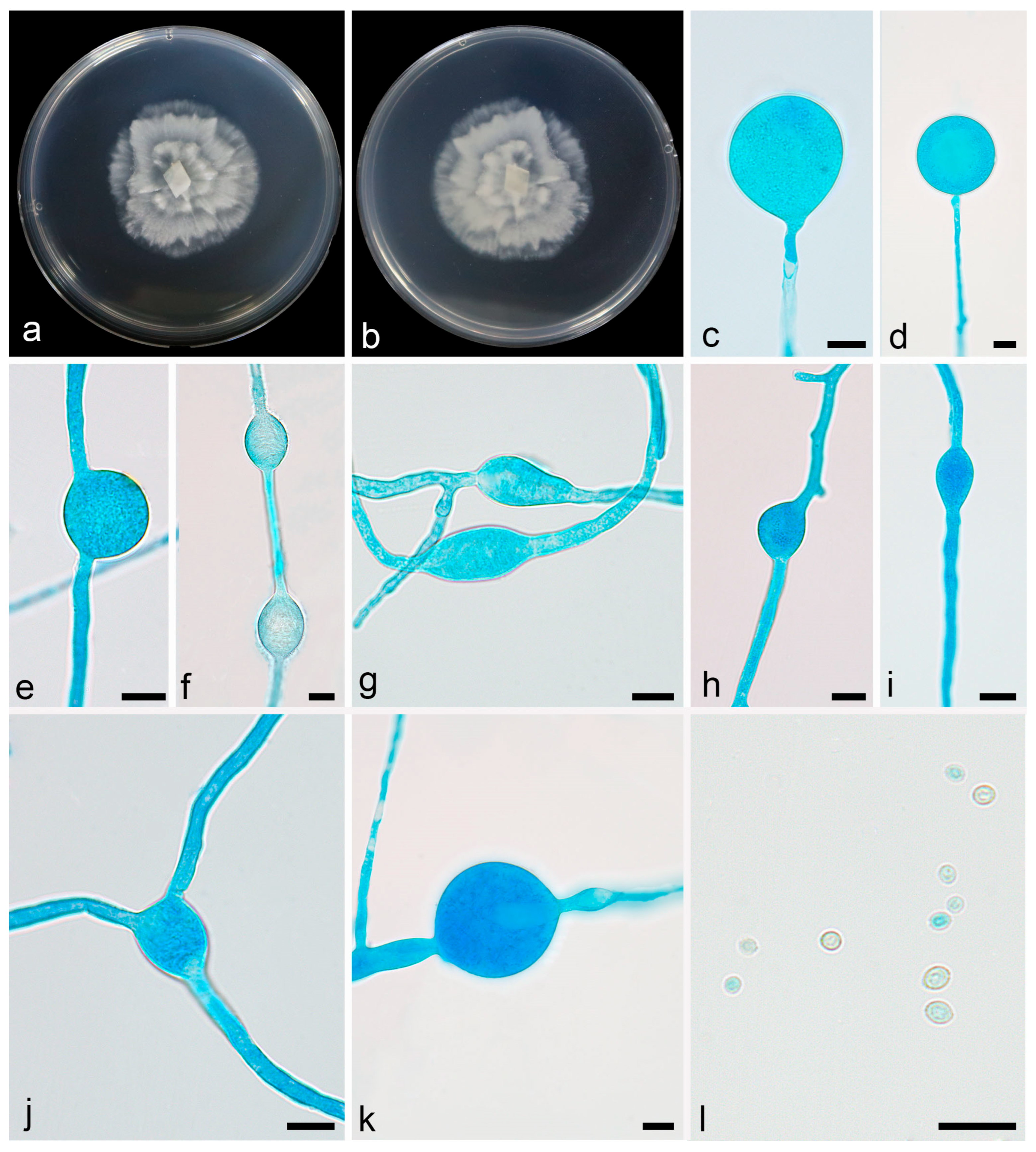 Microorganisms 13 01330 g005