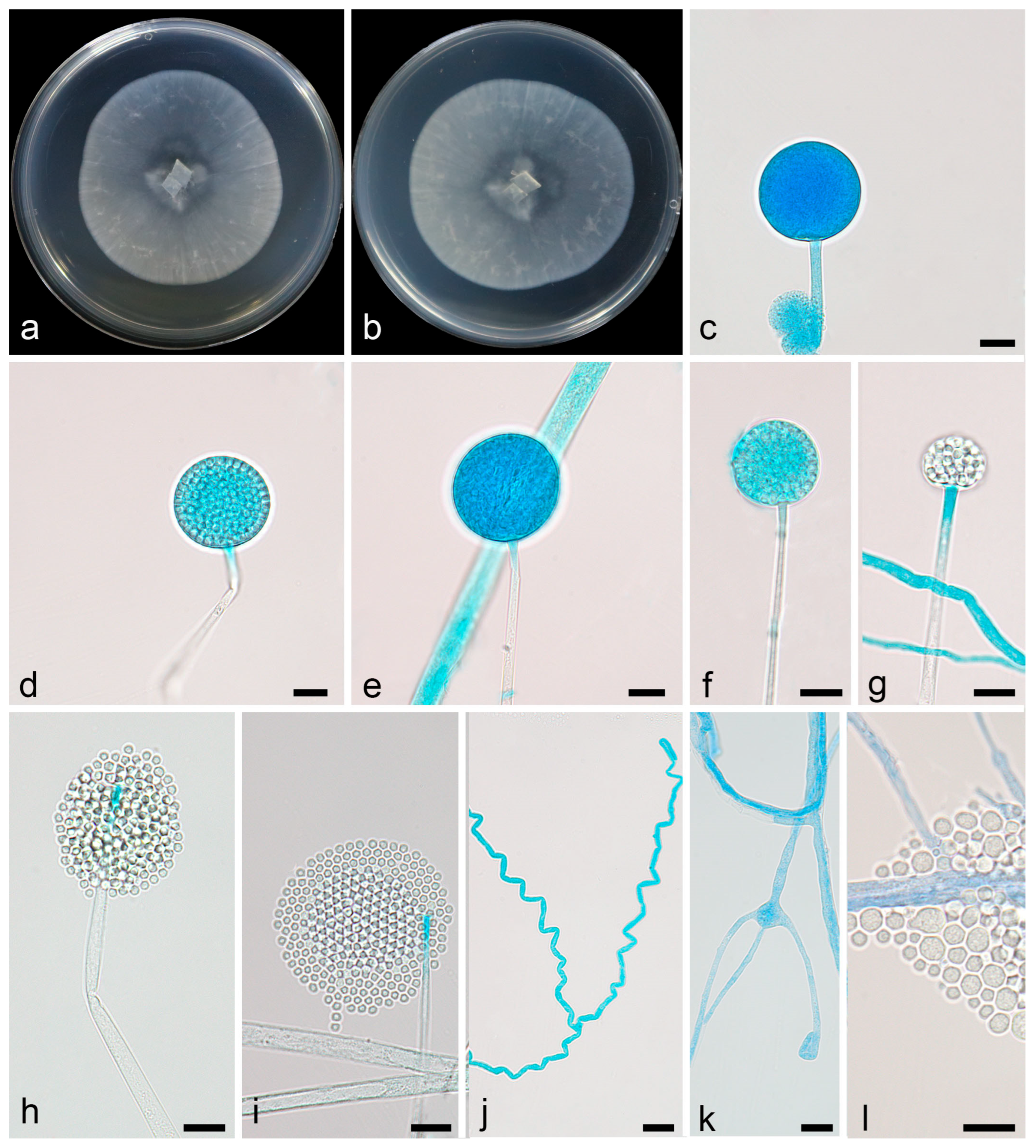 Microorganisms 13 01330 g006