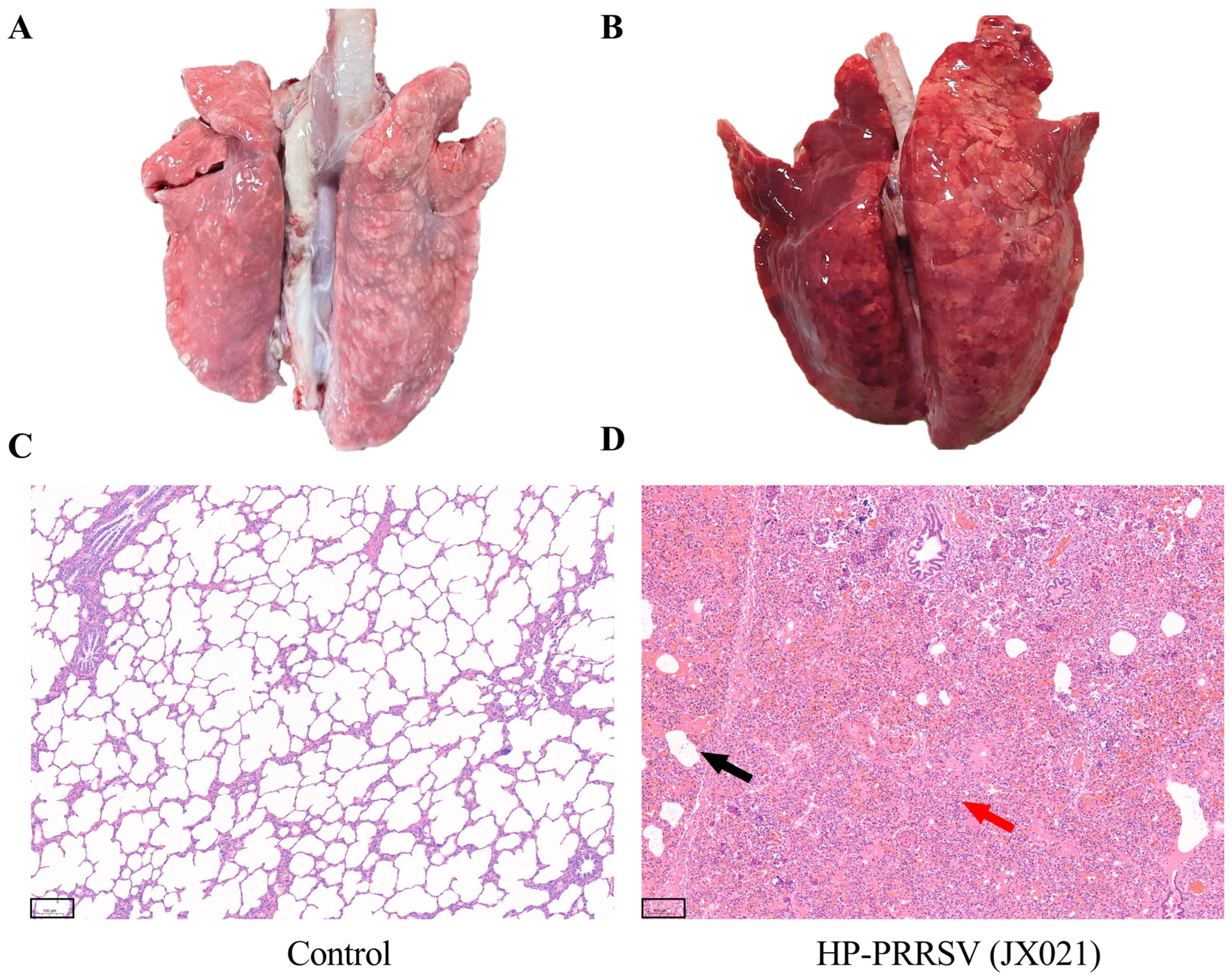 Microorganisms 13 01332 g004