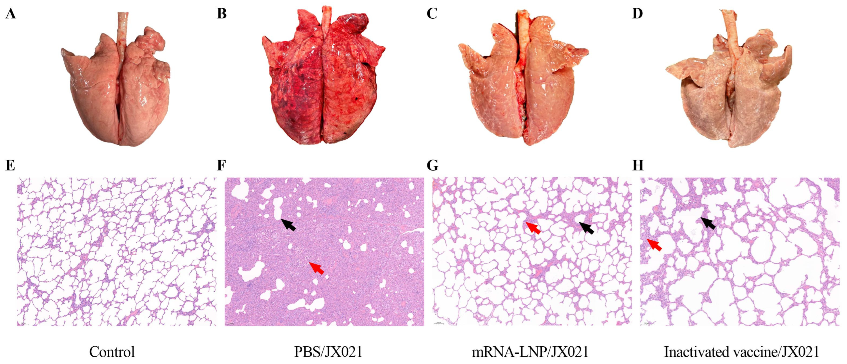 Microorganisms 13 01332 g008