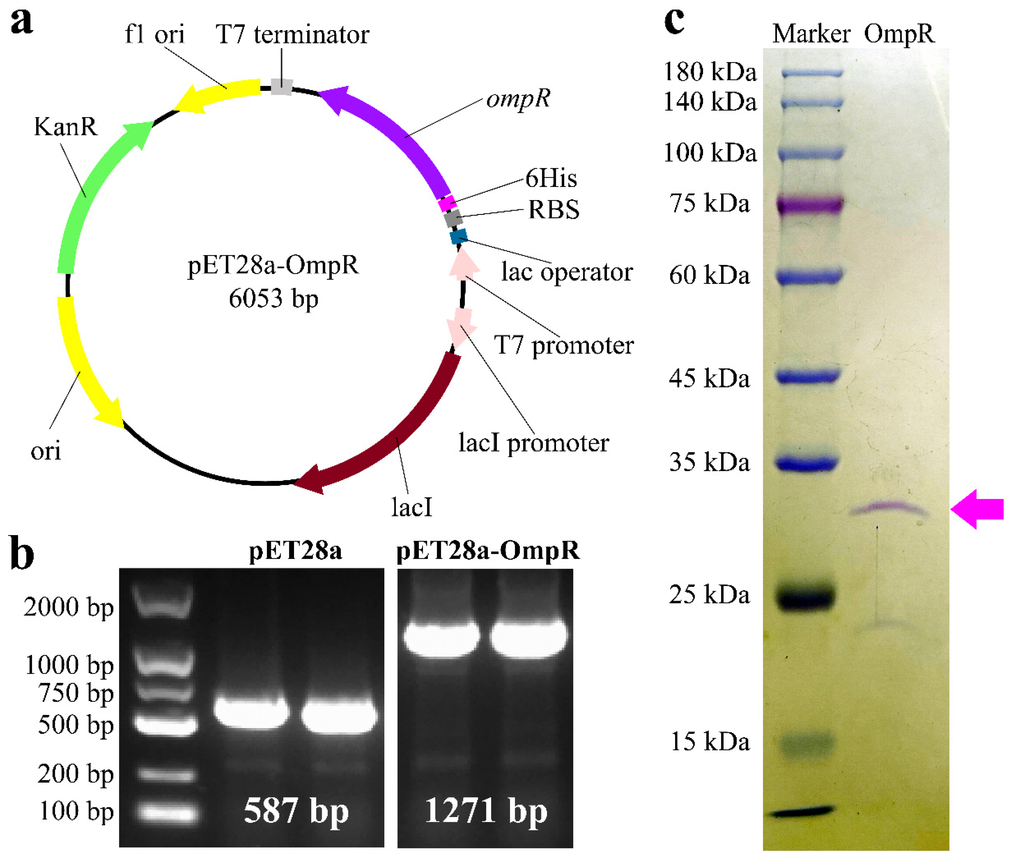 Microorganisms 13 01360 g001