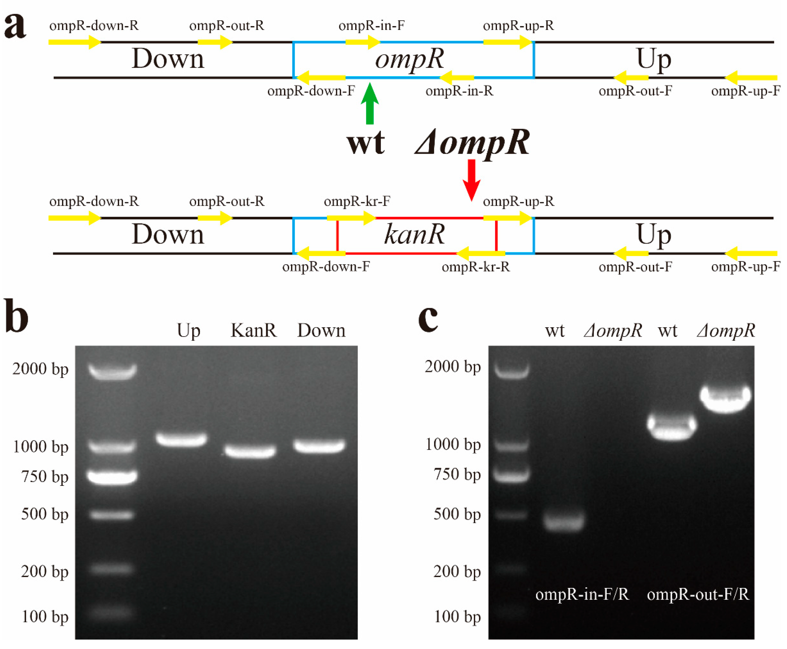 Microorganisms 13 01360 g003