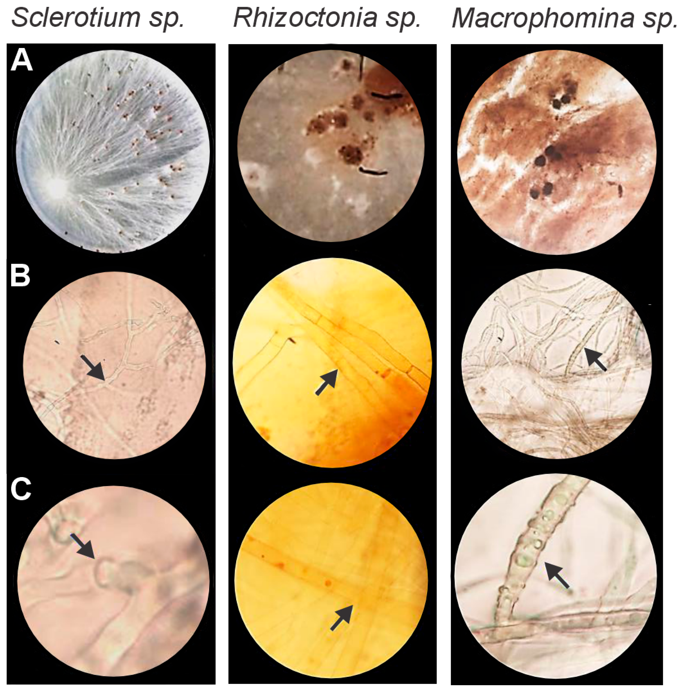 Microorganisms 13 01366 g001