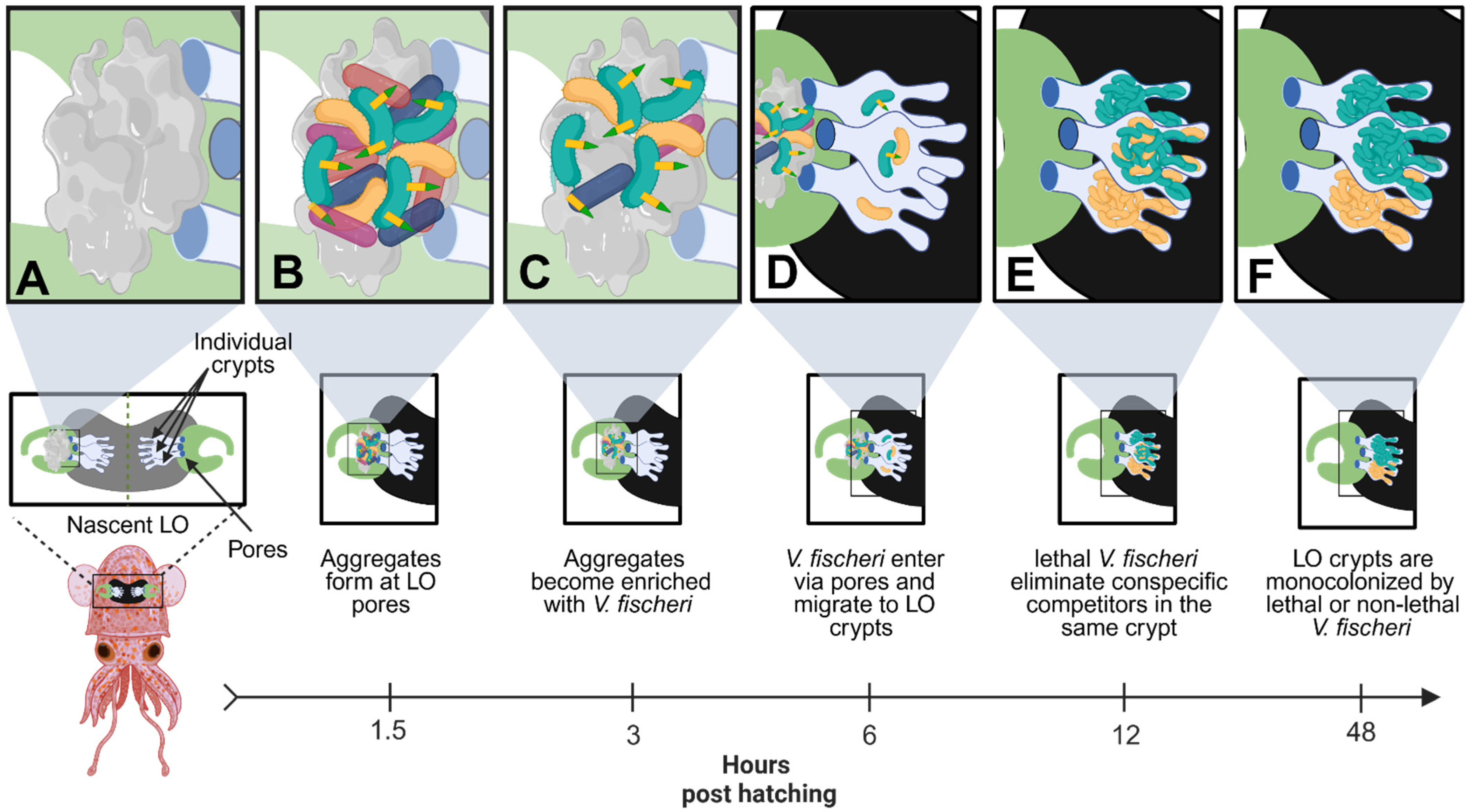 Microorganisms 13 01370 g003