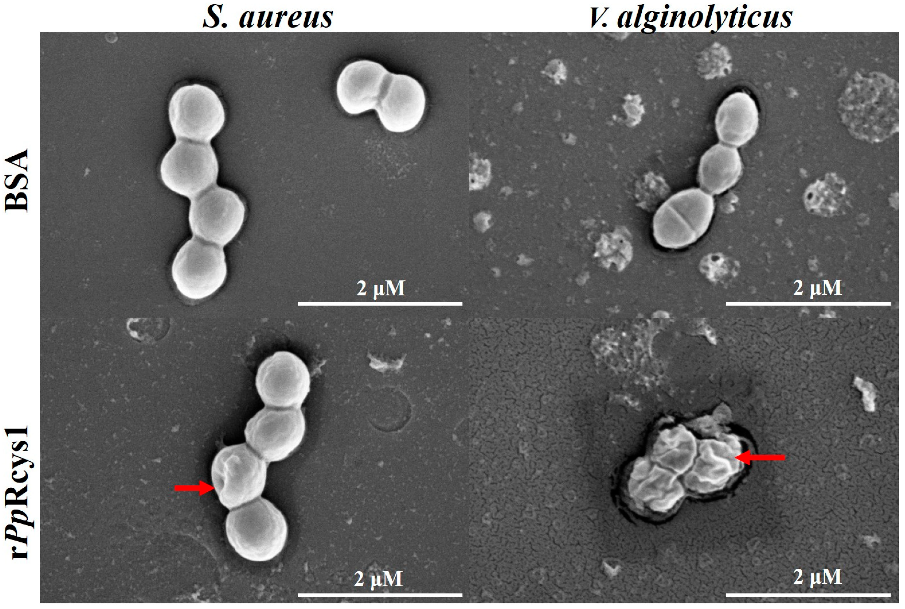 Microorganisms 13 01381 g005