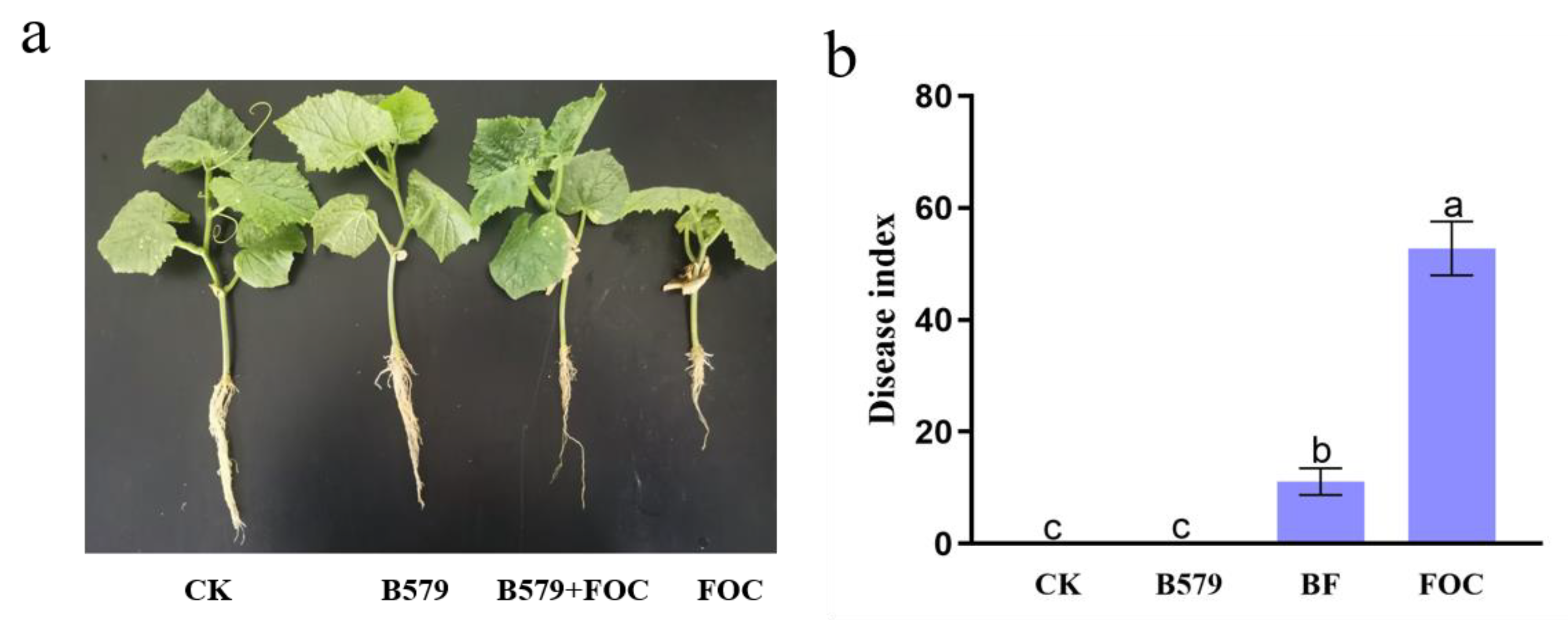Microorganisms 13 01382 g001