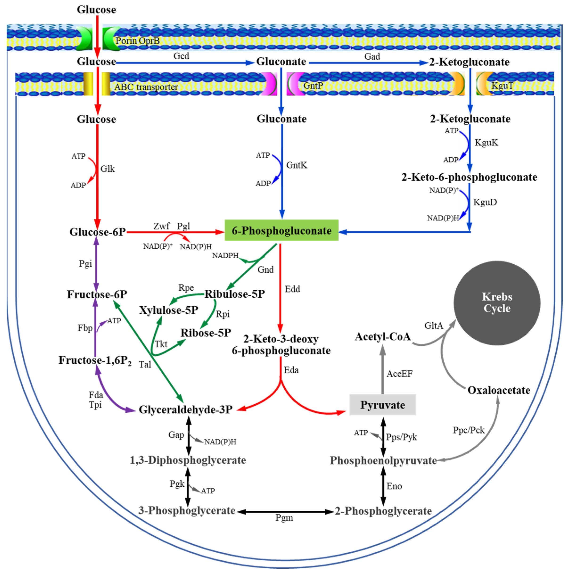 Microorganisms 13 01395 g001