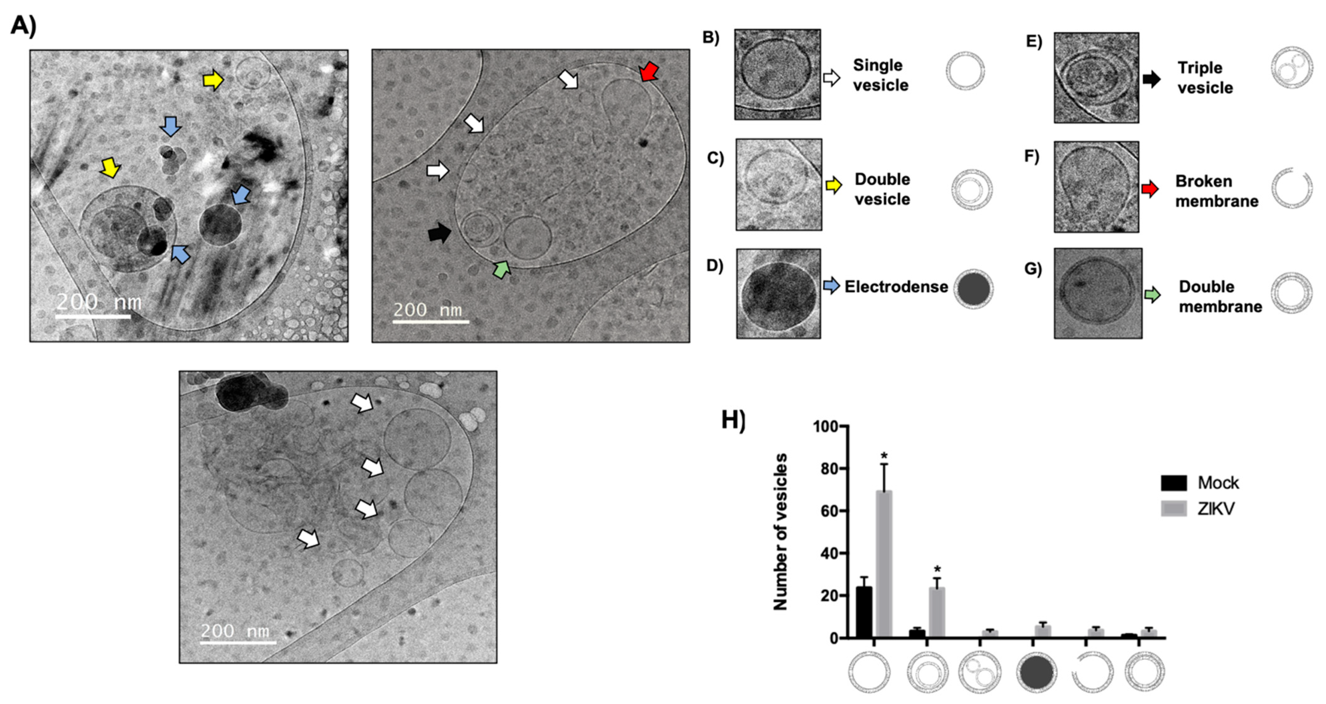 Microorganisms 13 01402 g008