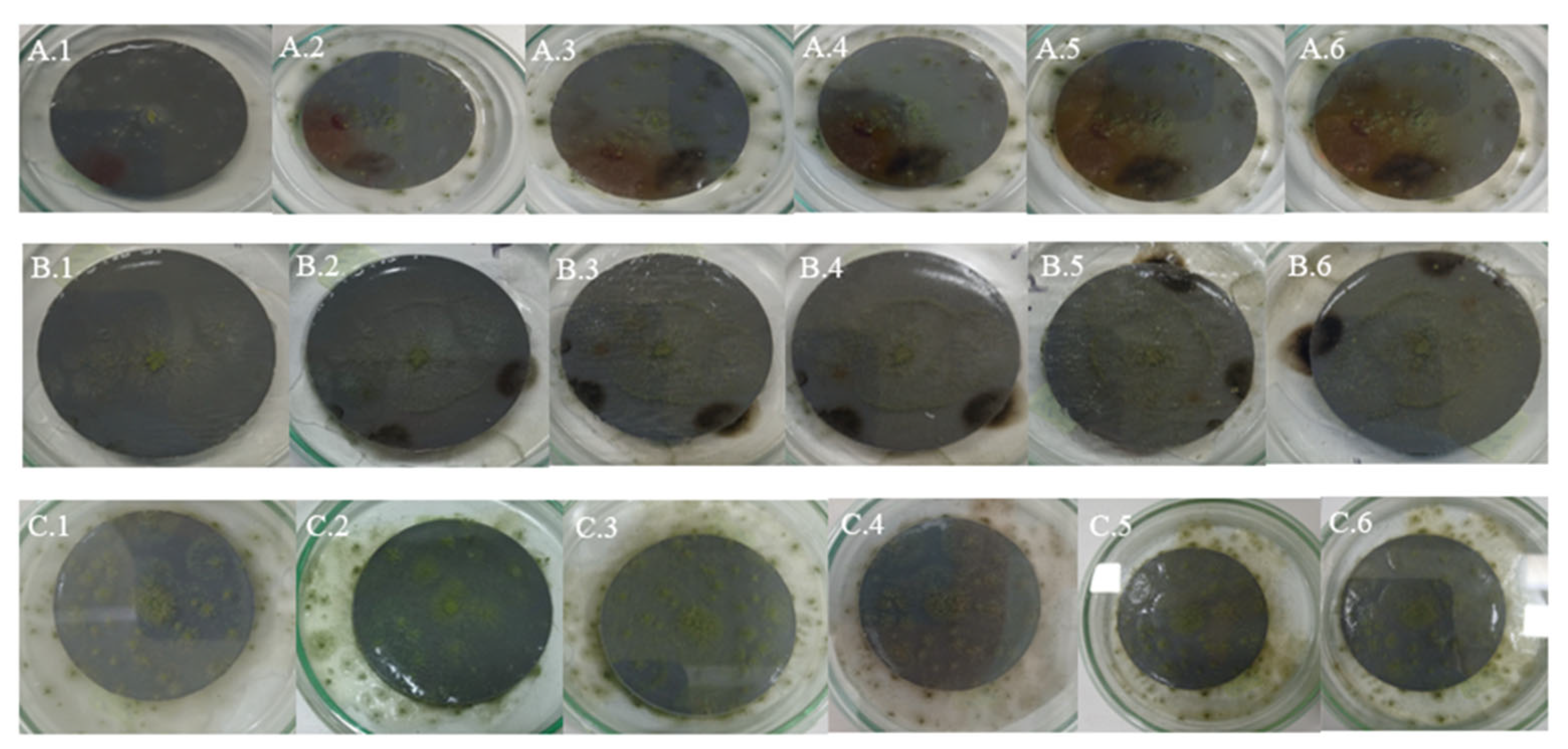 Microorganisms 13 01418 g004 Microorganisms 13 01418 g004