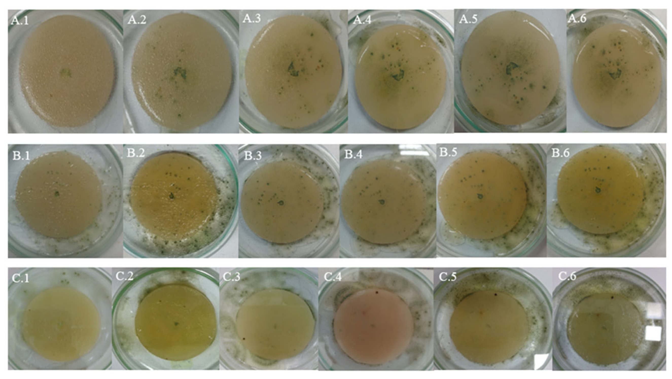 Microorganisms 13 01418 g005 Microorganisms 13 01418 g005