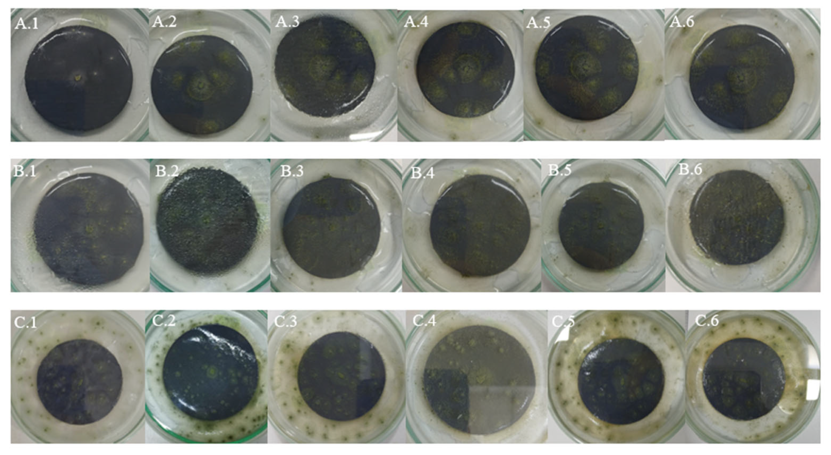 Microorganisms 13 01418 g006 Microorganisms 13 01418 g006