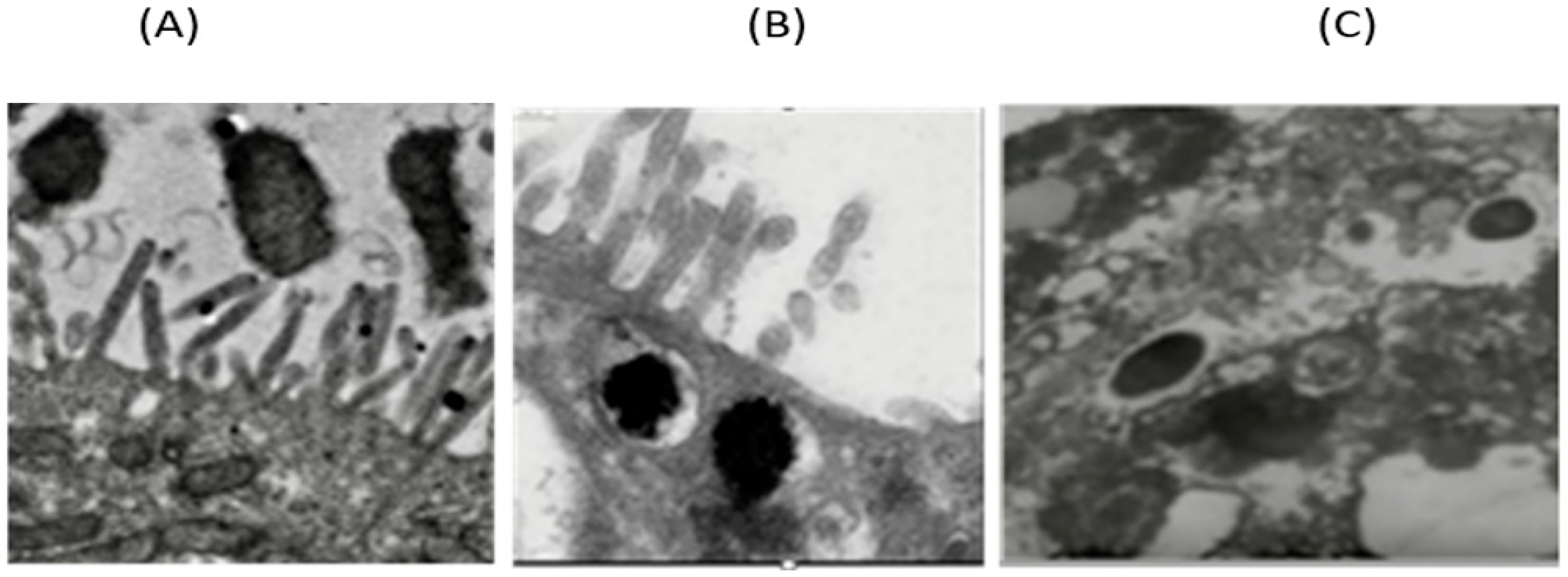 Microorganisms 13 01428 g005