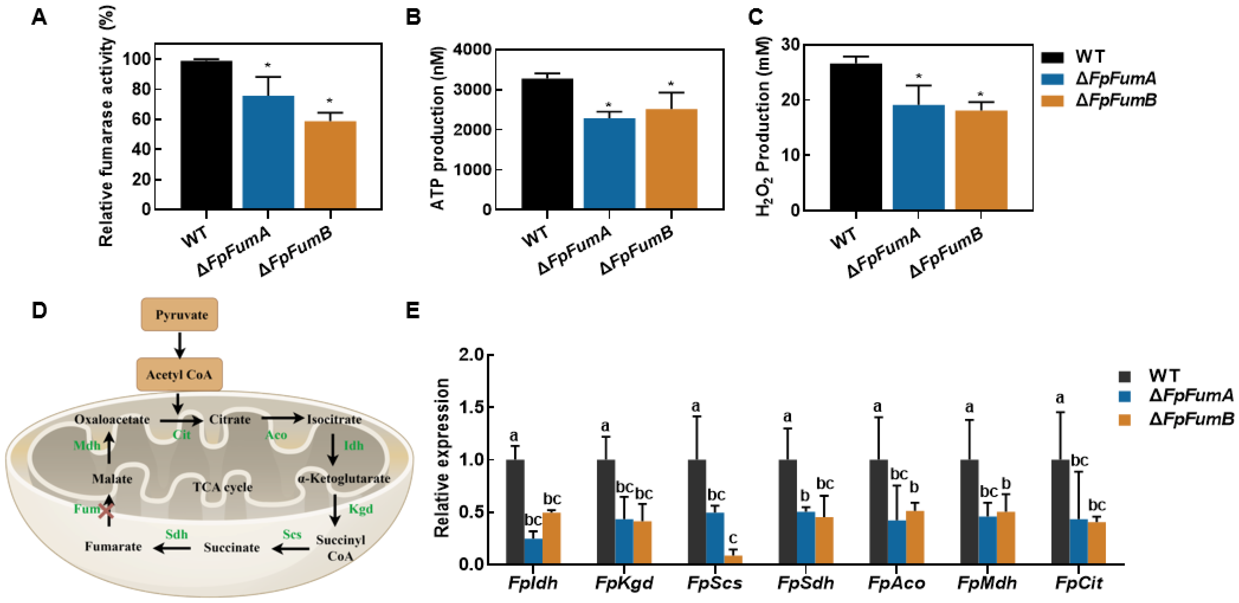 Microorganisms 13 01433 g004