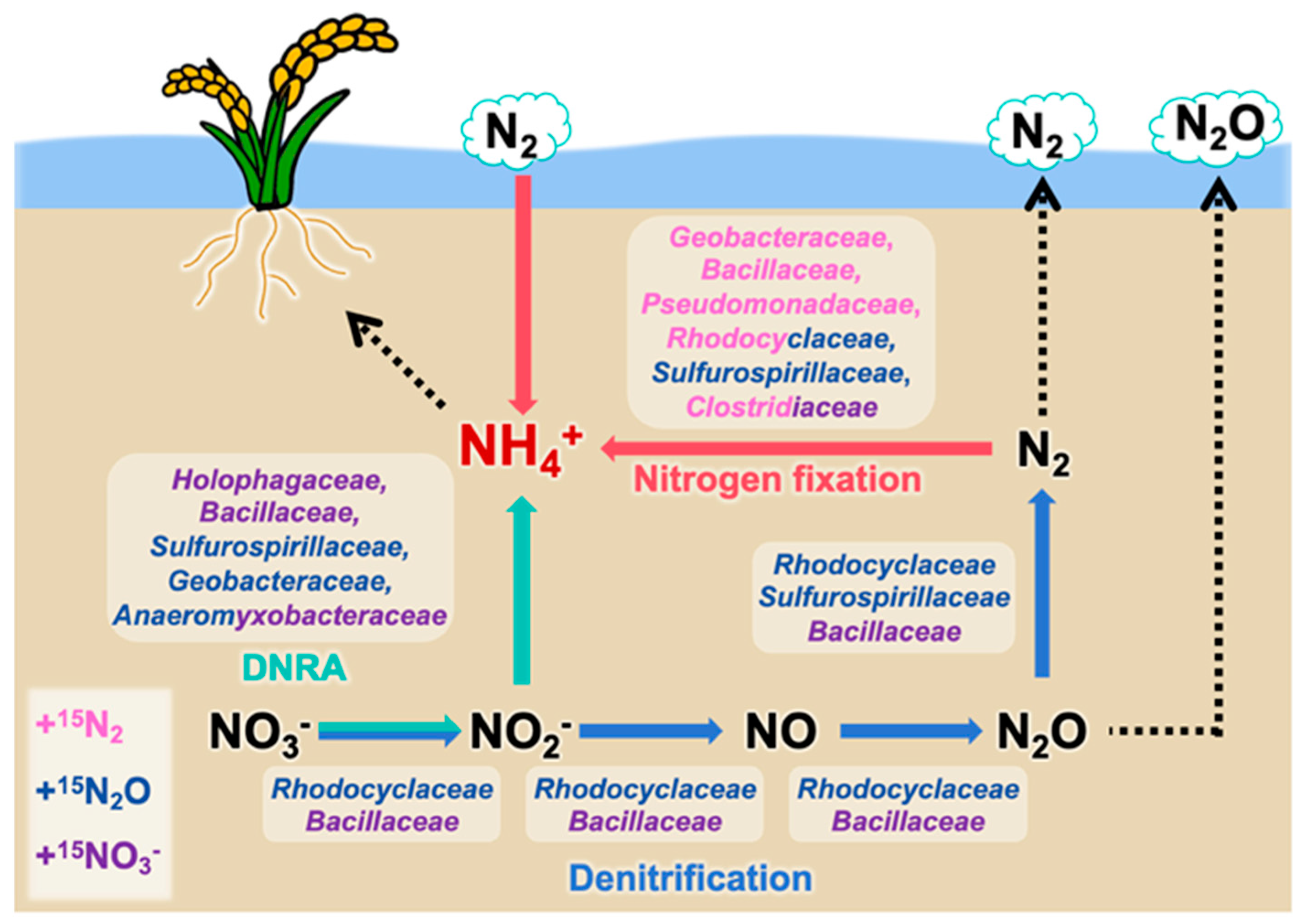 Microorganisms 13 01448 g005