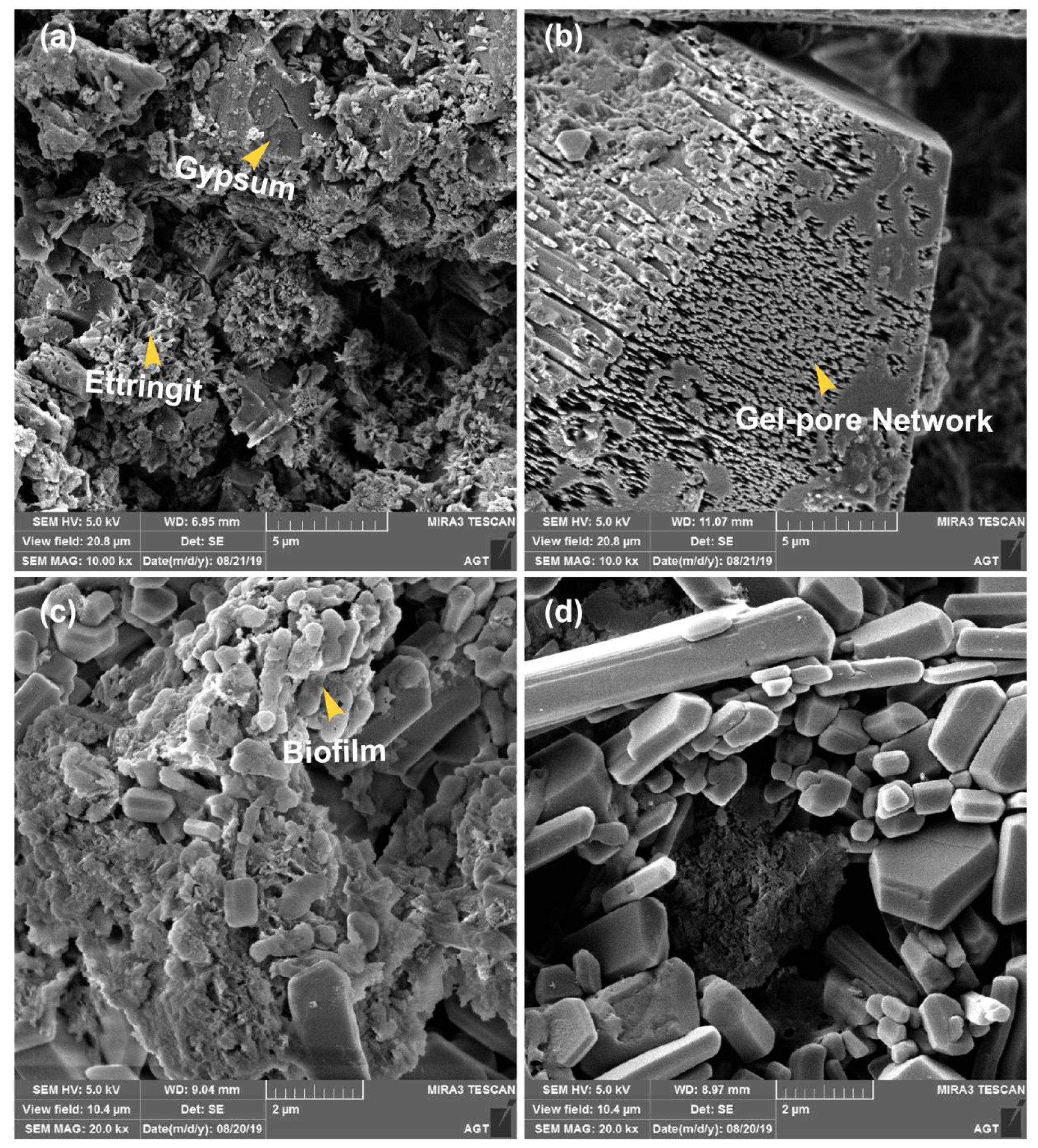 Microorganisms 13 01452 g004
