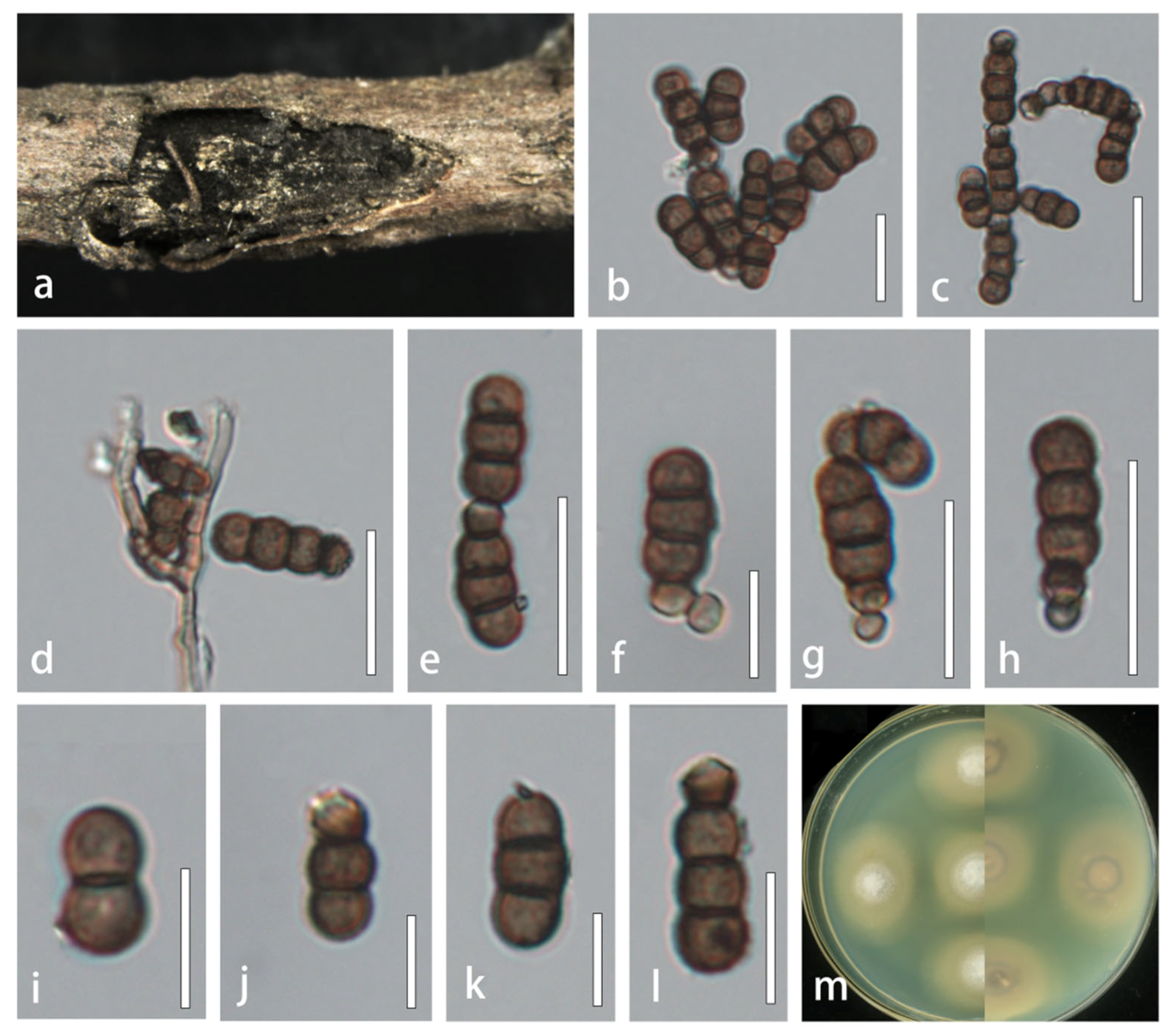 Microorganisms 13 01459 g002