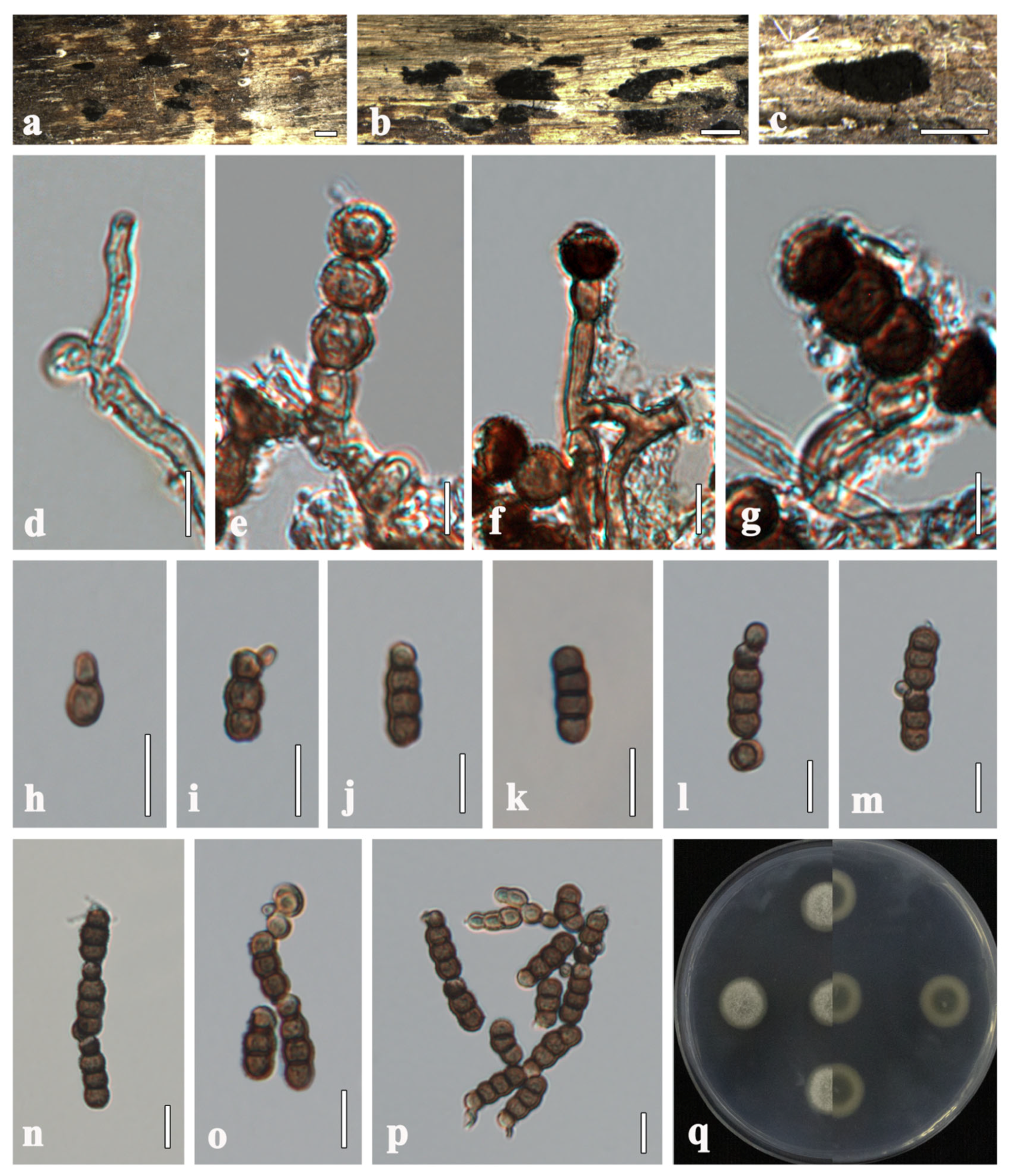 Microorganisms 13 01459 g003
