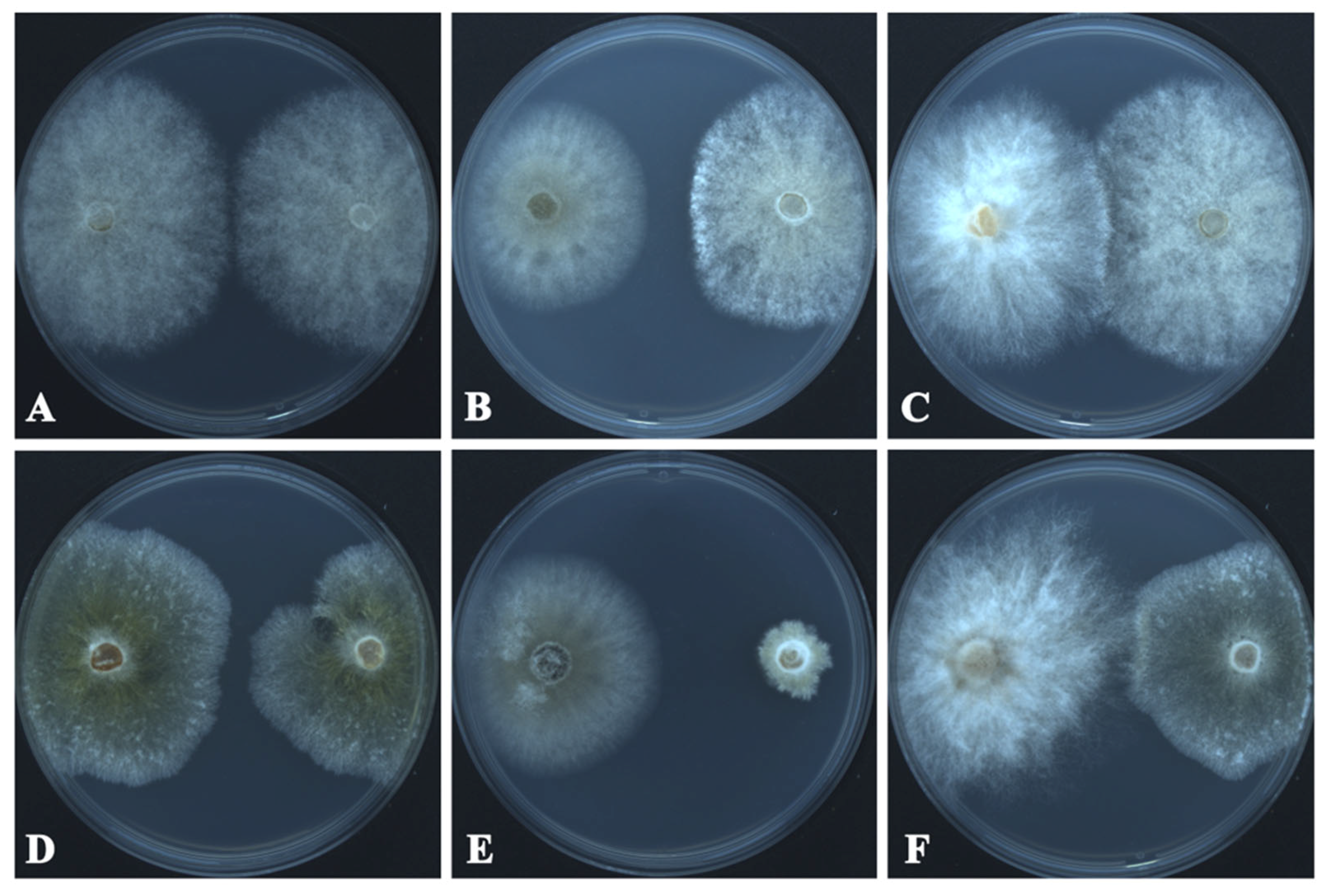 Microorganisms 13 01459 g004