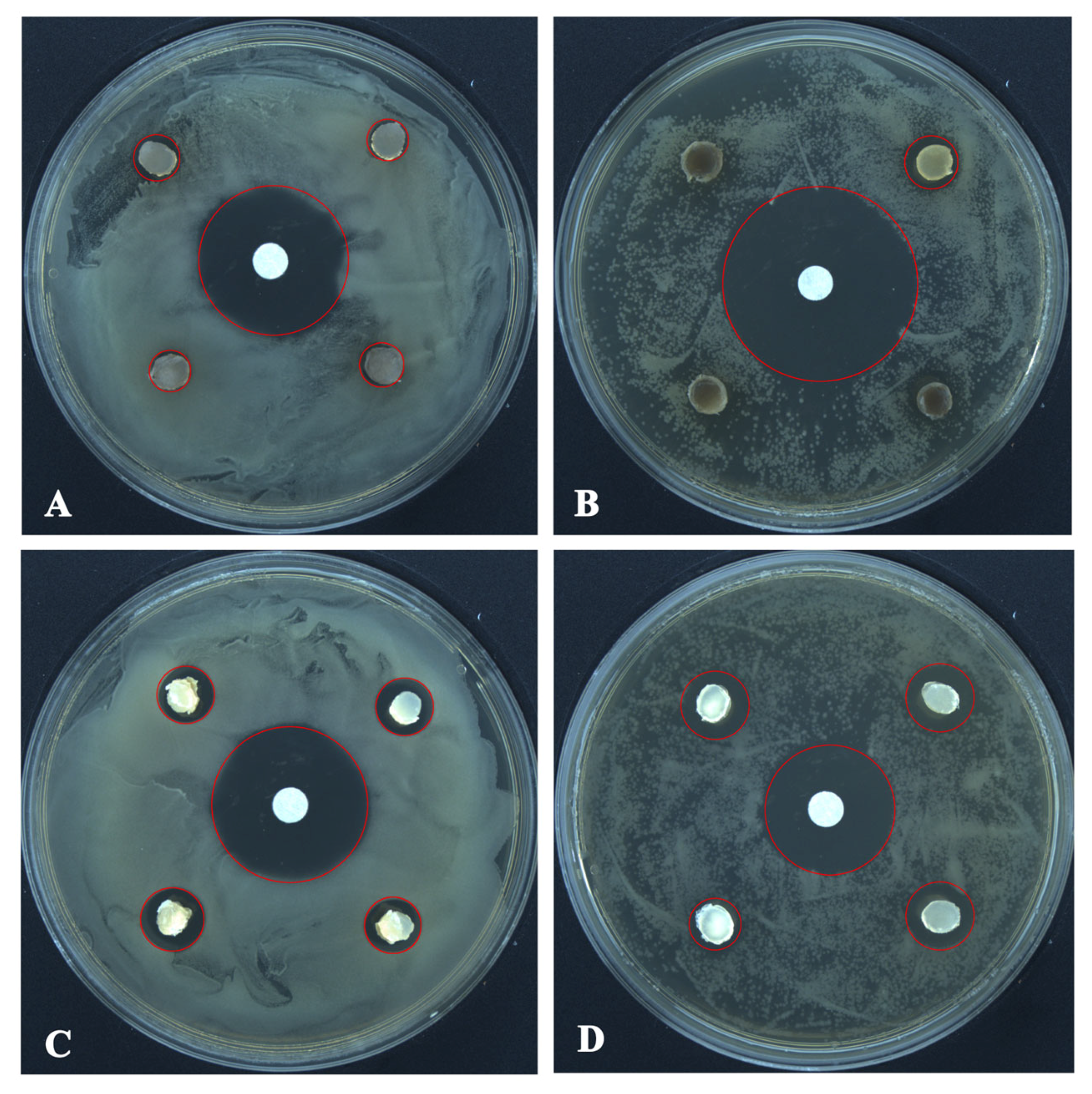Microorganisms 13 01459 g005