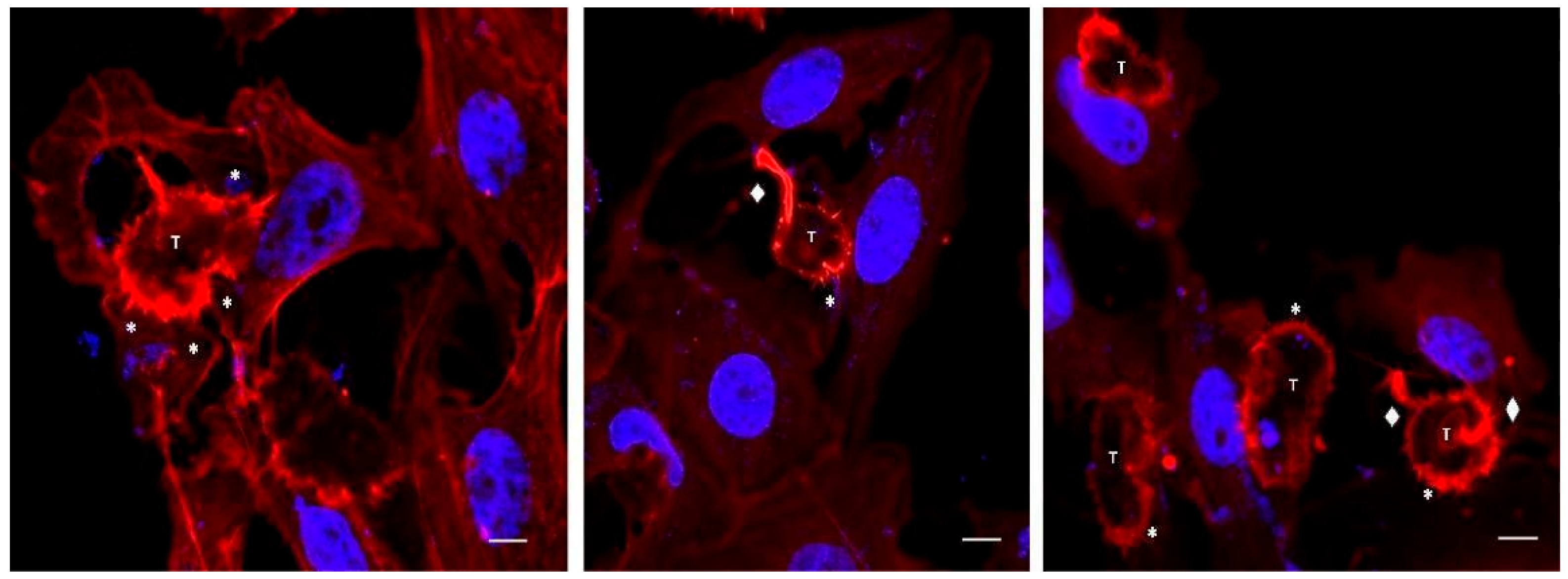 Microorganisms 13 01460 g003