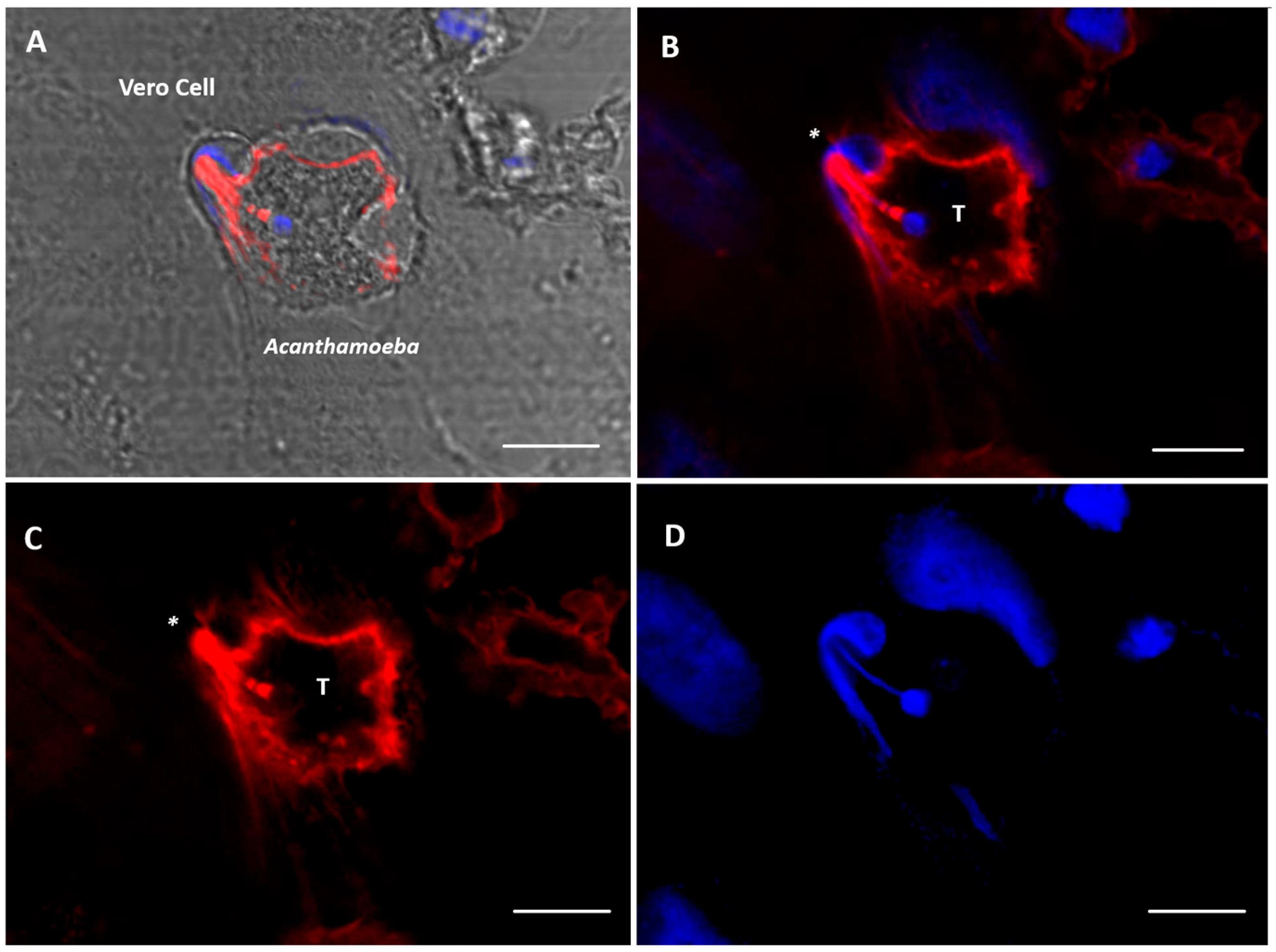 Microorganisms 13 01460 g004