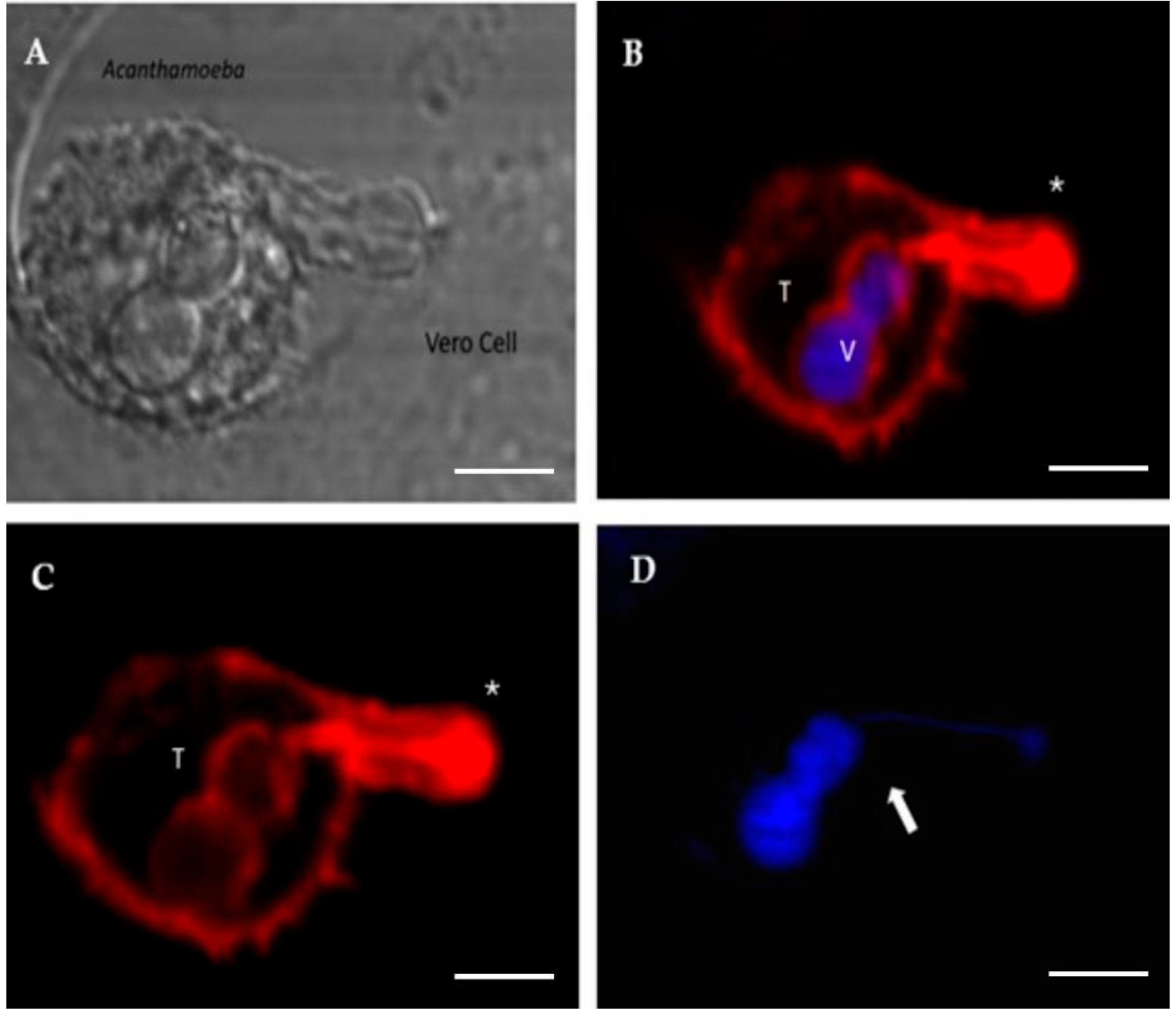 Microorganisms 13 01460 g005