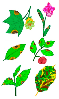 Microorganisms 13 01465 i002 Microorganisms 13 01465 i002