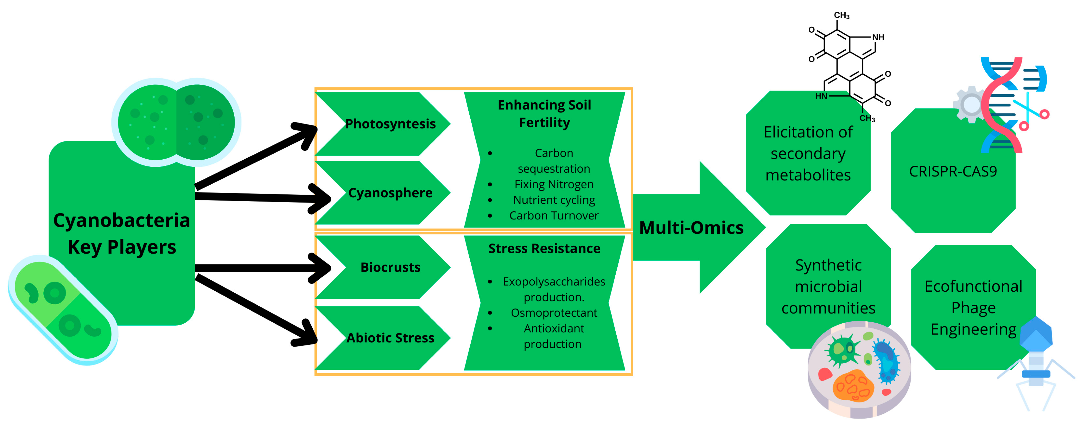 Microorganisms 13 01468 g001