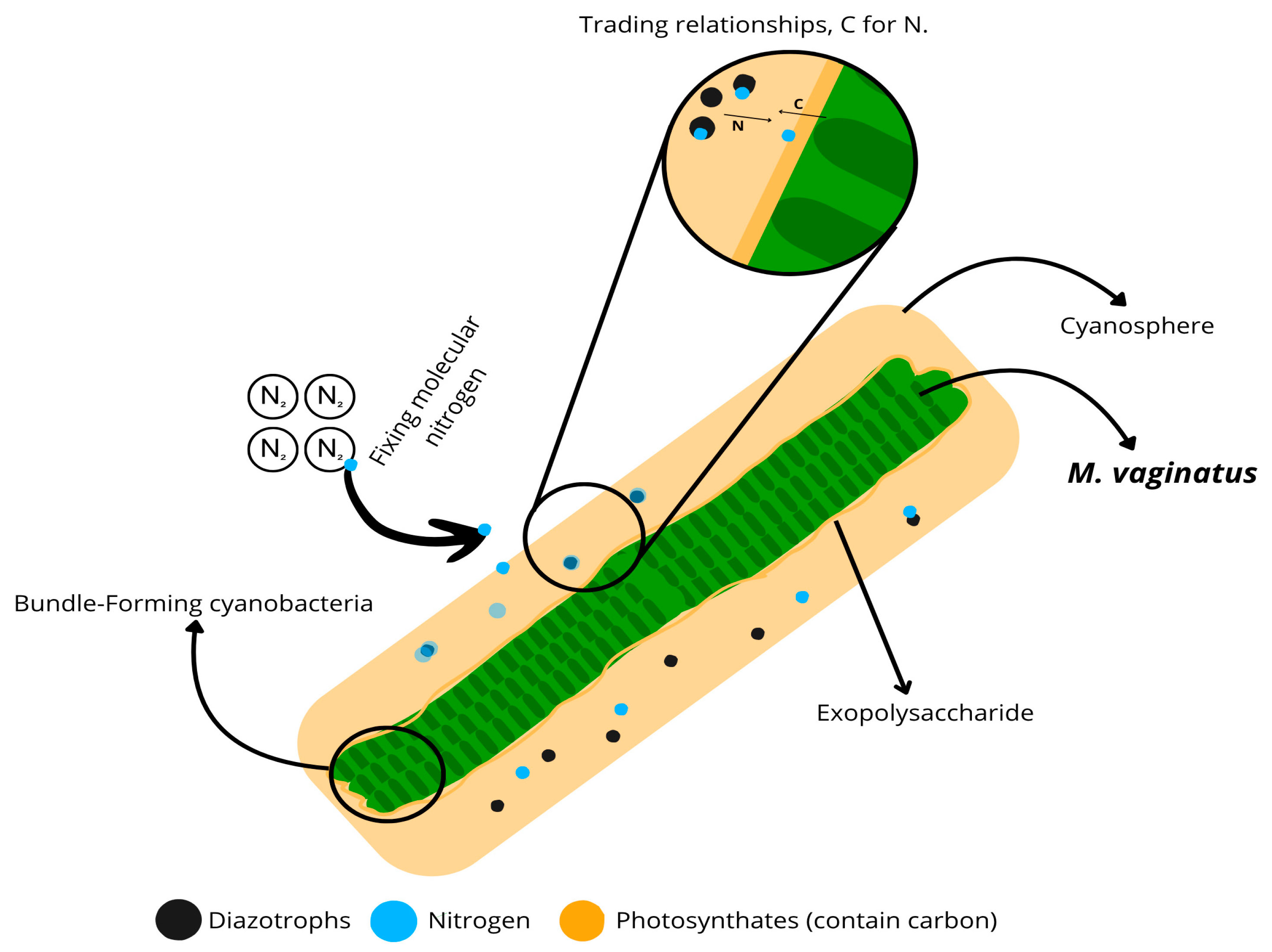 Microorganisms 13 01468 g002