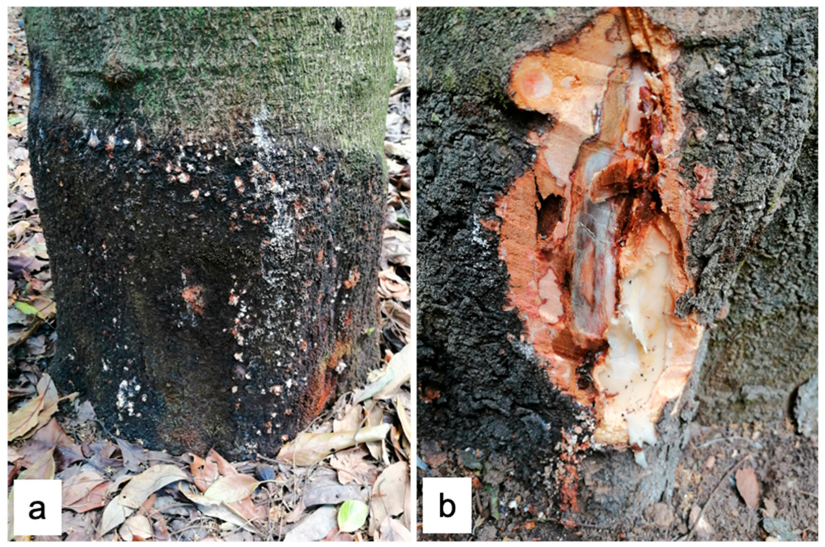 Microorganisms 13 01471 g001