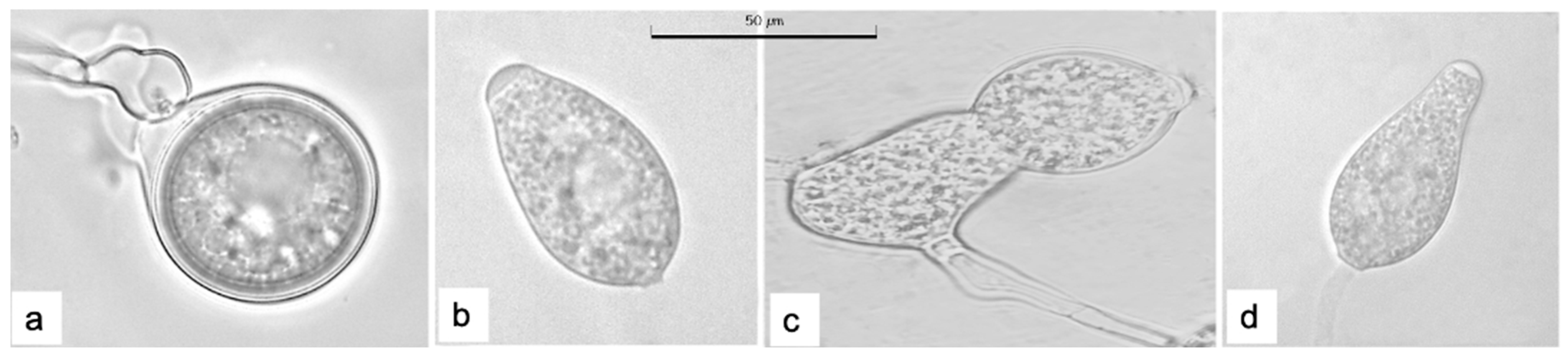 Microorganisms 13 01471 g002