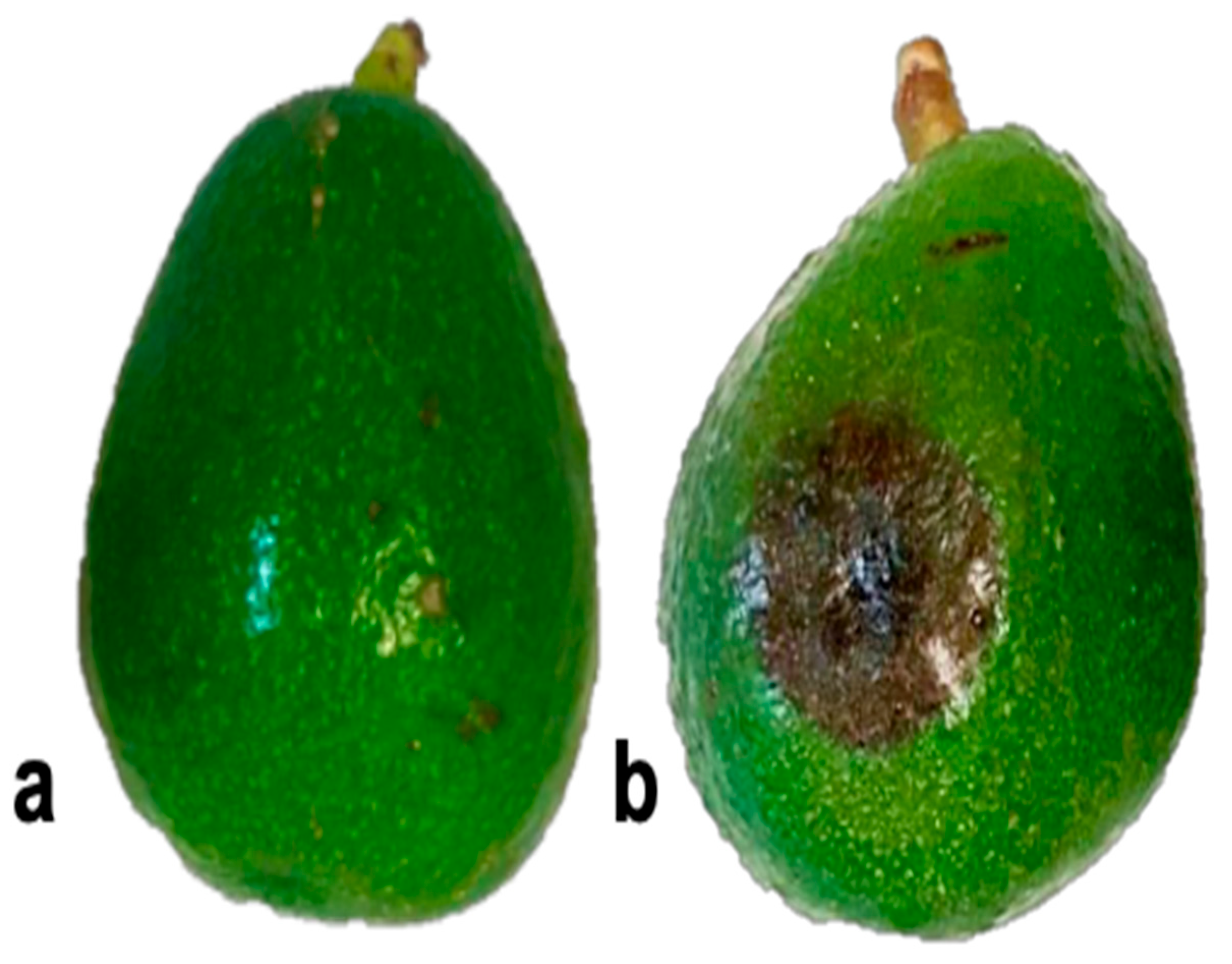 Microorganisms 13 01471 g006