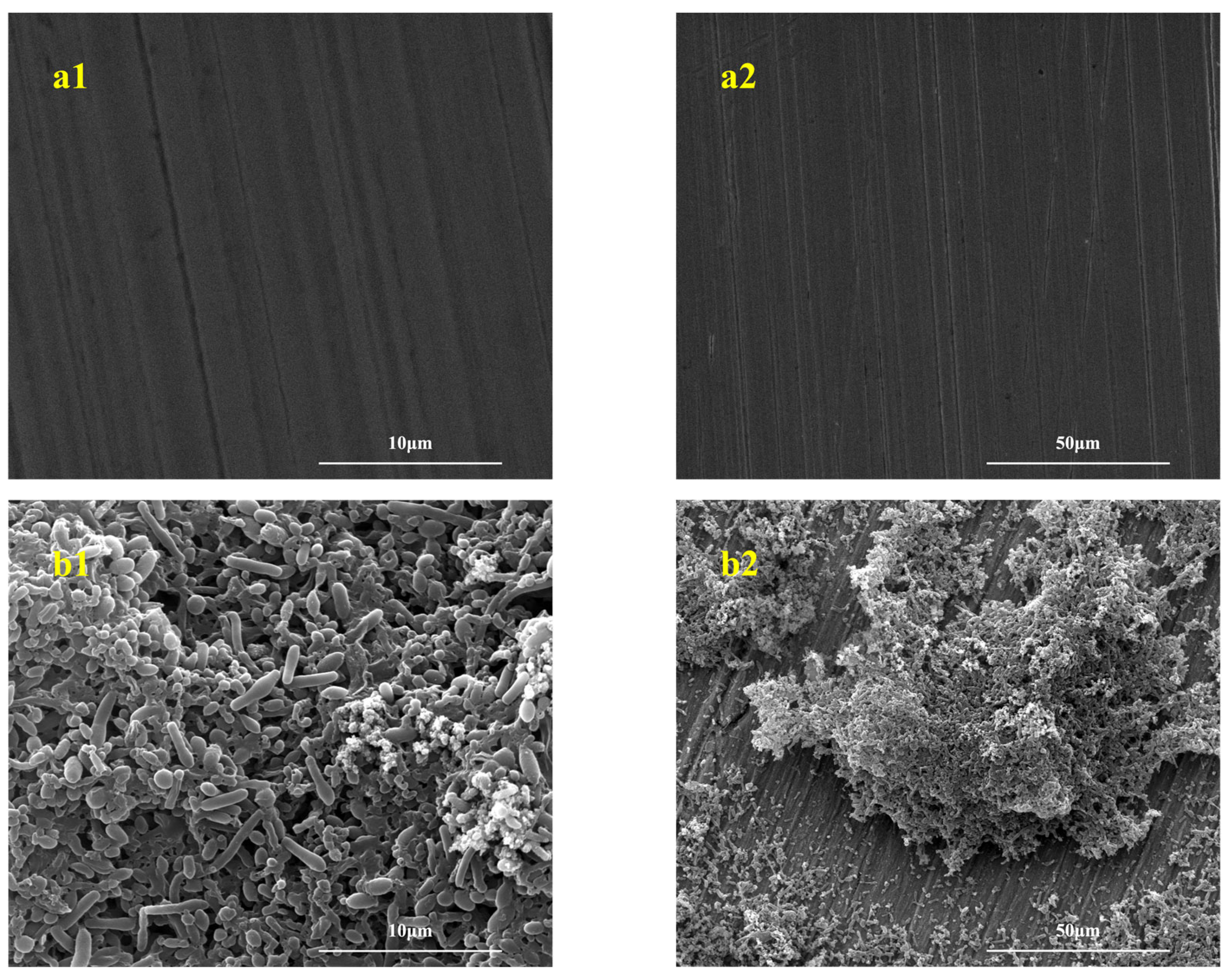 Microorganisms 13 01476 g004a