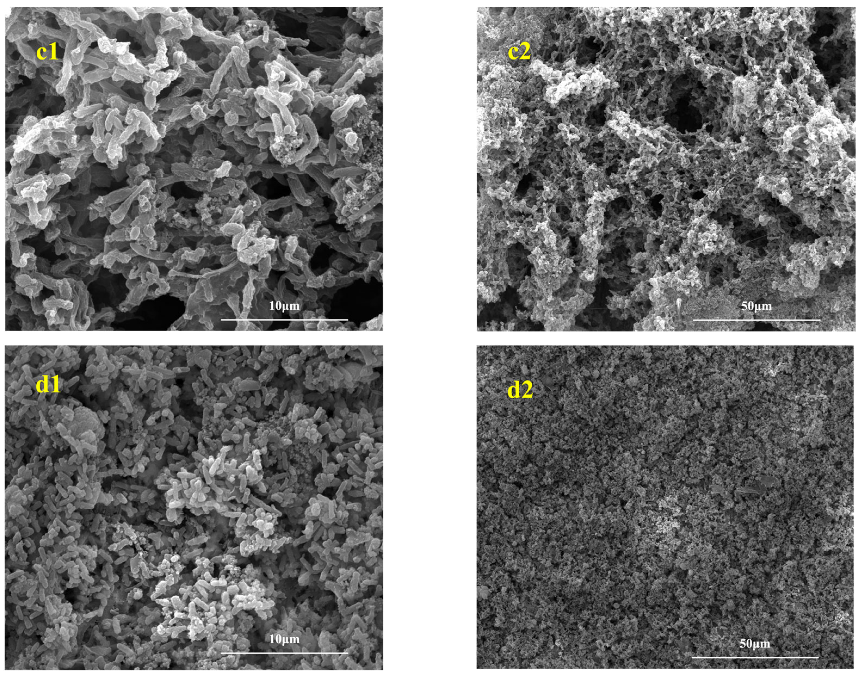 Microorganisms 13 01476 g004b