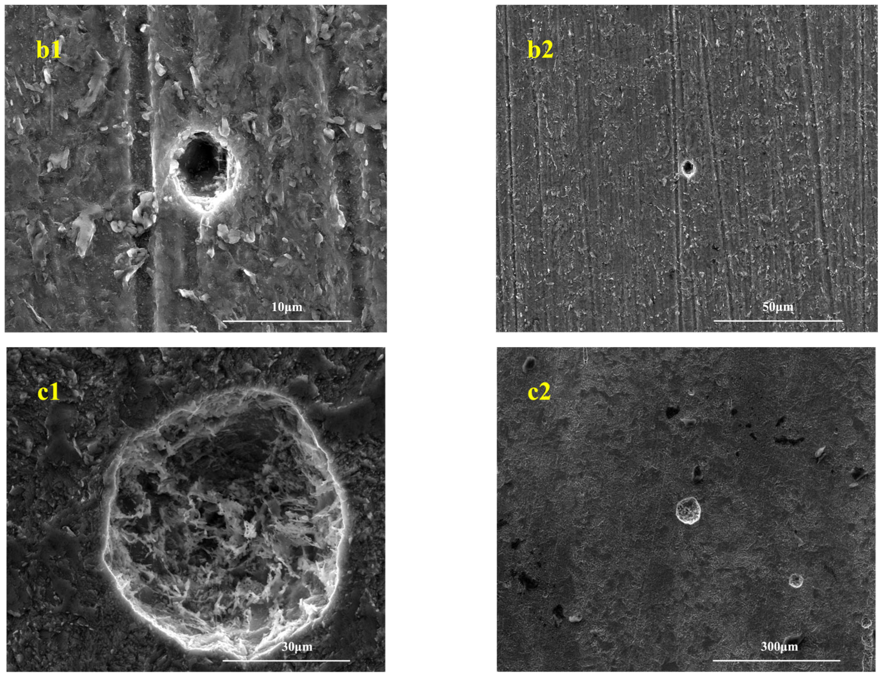 Microorganisms 13 01476 g005b