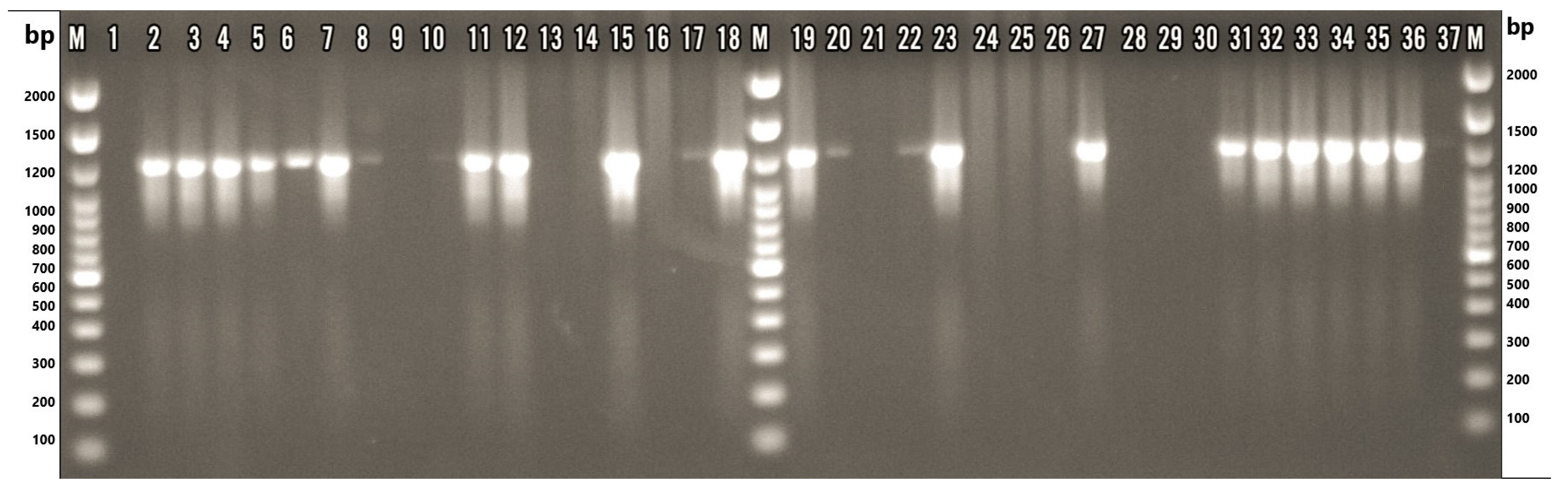 Microorganisms 13 01495 g002